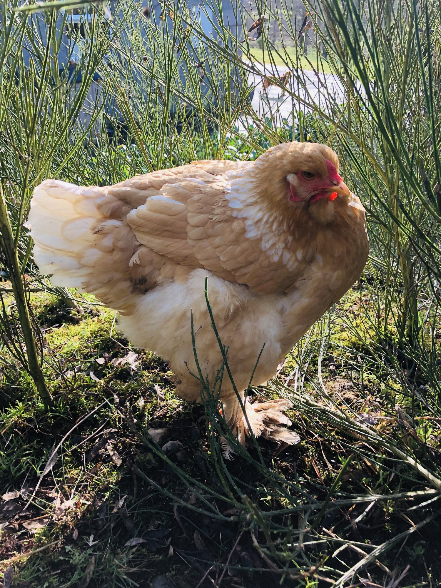 Lemon Pyle Brahma