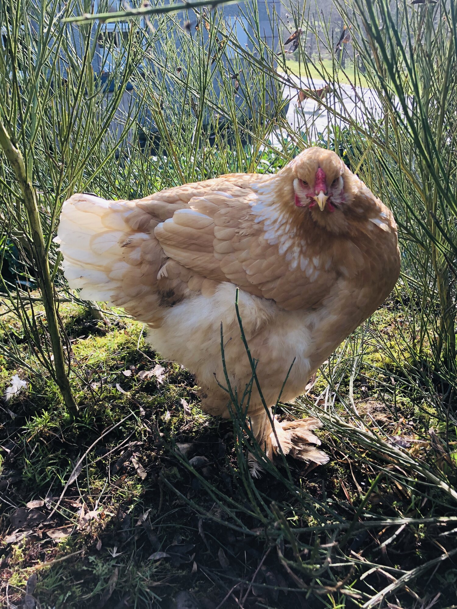 Lemon Pyle Brahma