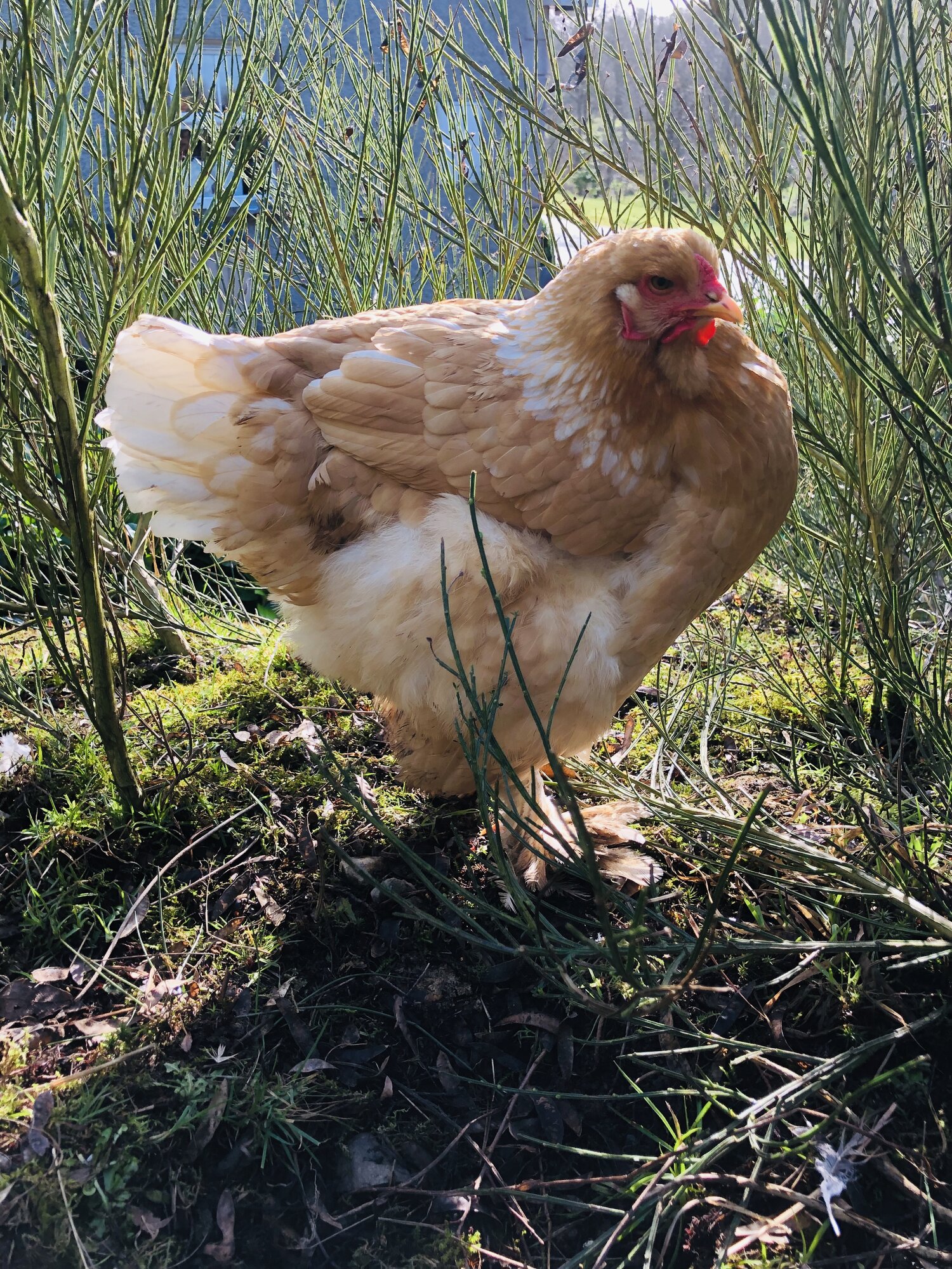 Lemon Pyle Brahma