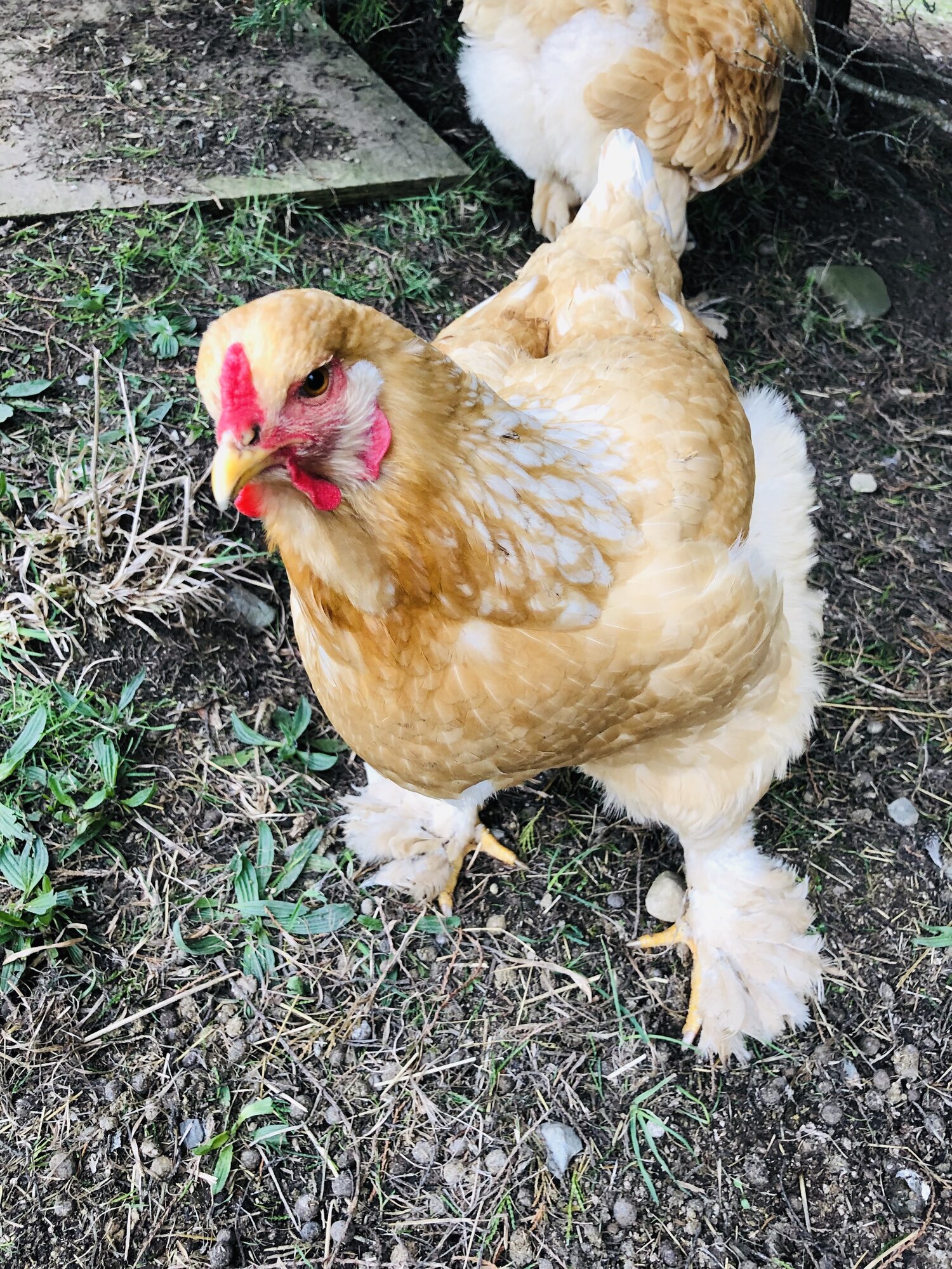 Lemon Pyle Brahma