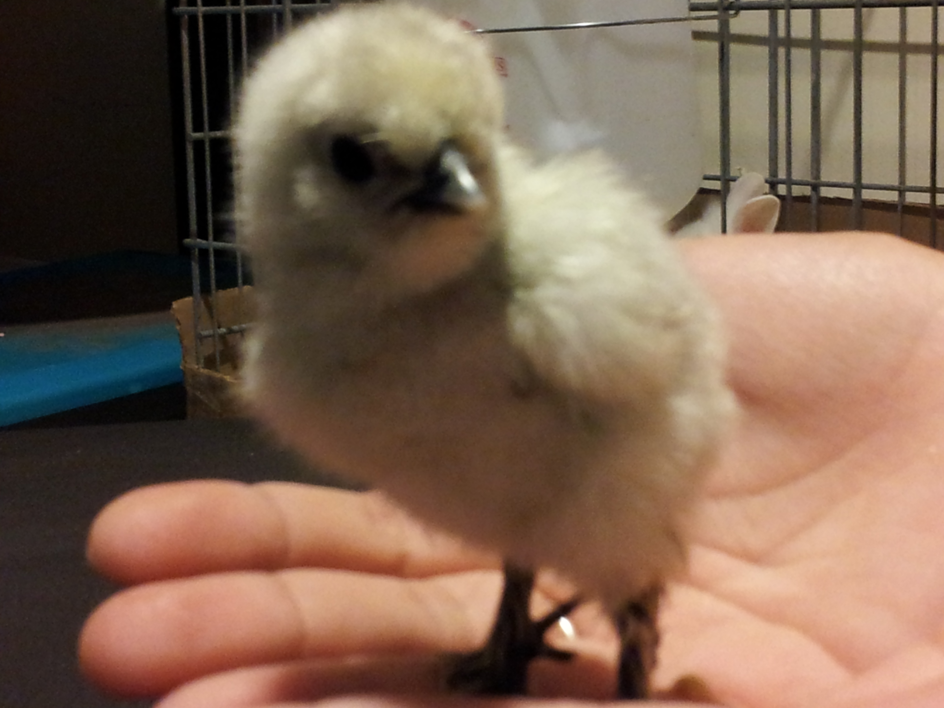 Lemon Splash Silkie - our 3 1/2 yr old son named her Futterfly lol (I call her Priscilla secretely lol)