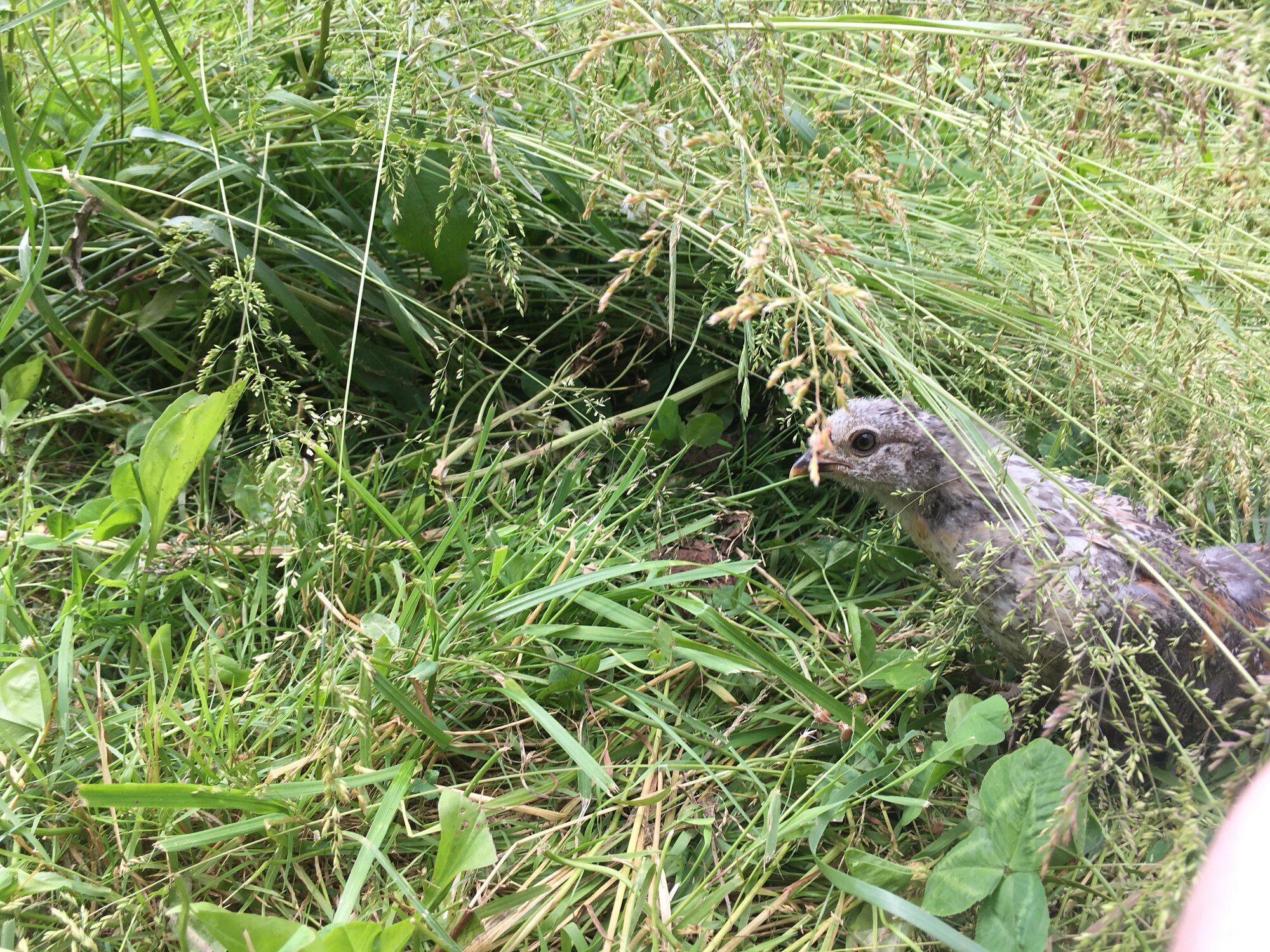 Lenny in the tall grass