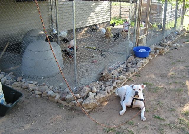 leo guarding the chicken pen