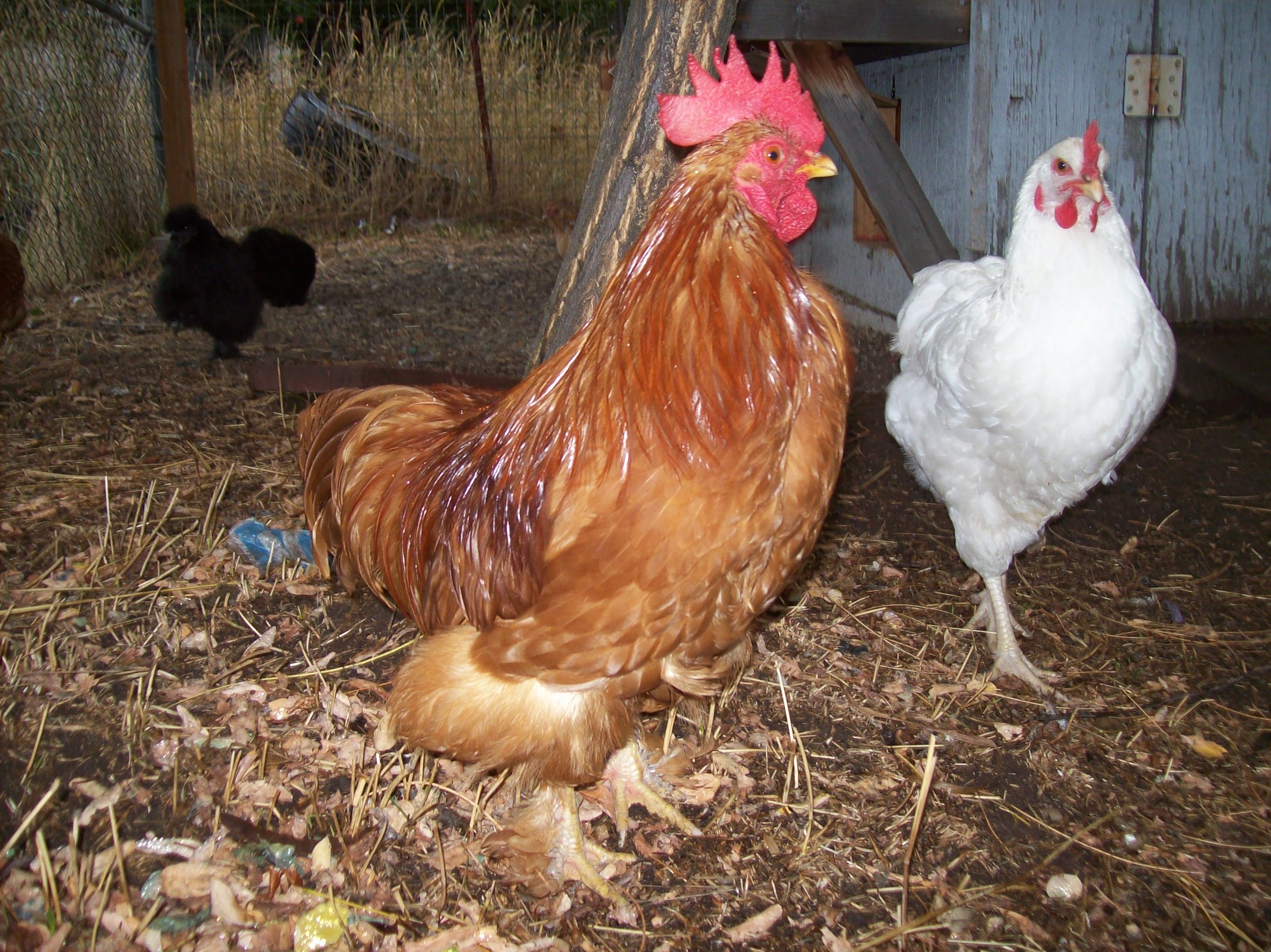 Leon and Renee (with Jasper and Adria in the back)