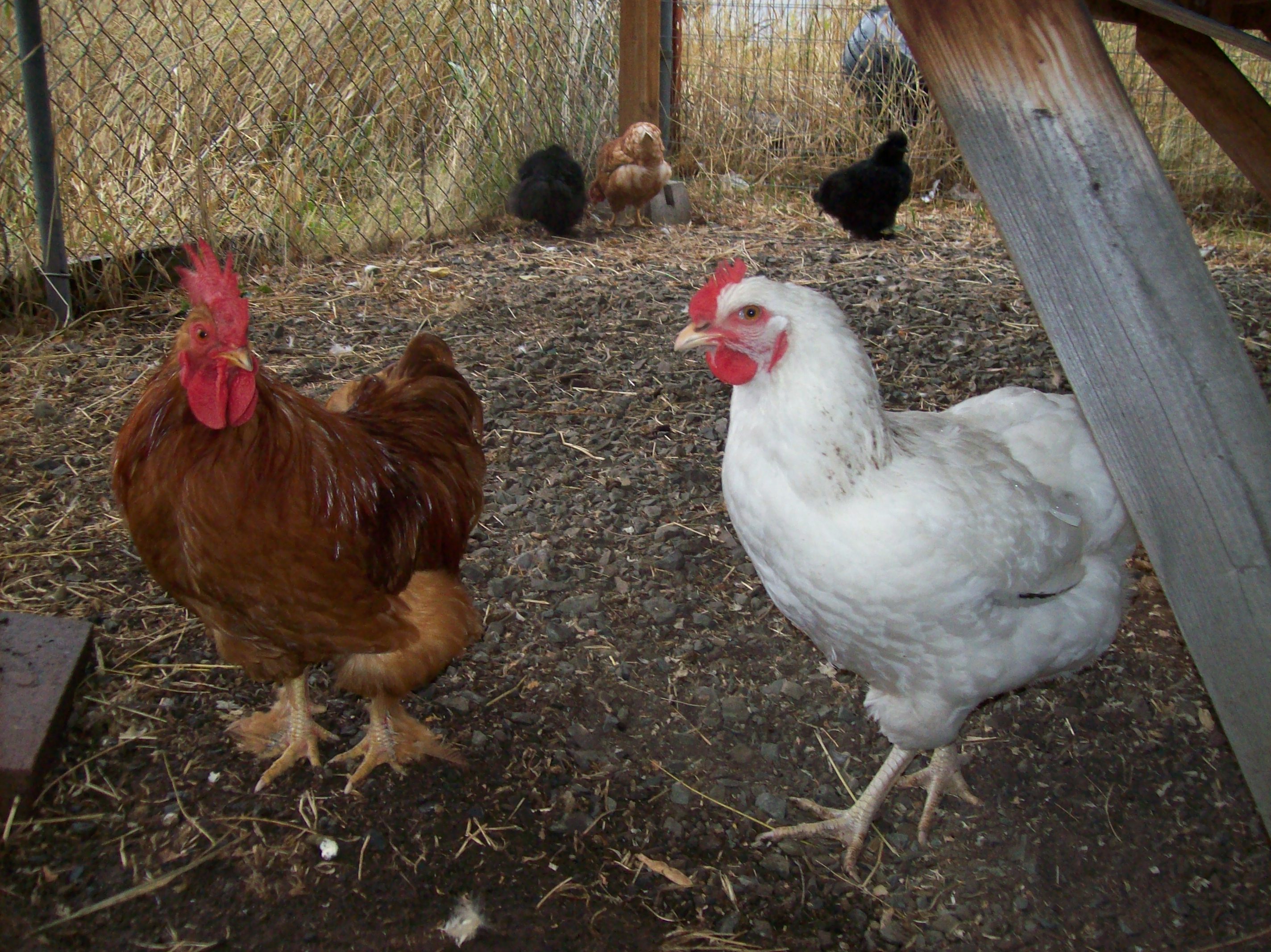 Leon; Cochin, Renee; Delaware (with Jasper, Adria, and Natalie in the back)