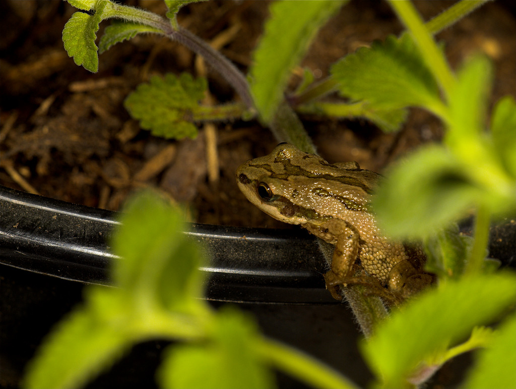 Leopard_frog_Y8093340_08-09-2014-001