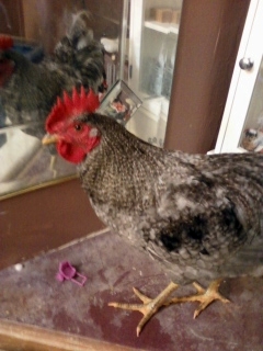 Leopold, my favorite 3rd generation rooster.  He likes mirrors :)  I anticipate his coloring to even out a bit as he gets older.