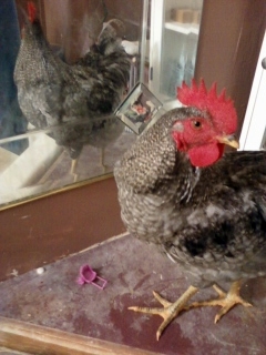 Leopold, my favorite 3rd generation rooster.  He likes mirrors :)  I anticipate his coloring to even out a bit as he gets older.