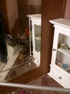 Leopold, my favorite 3rd generation rooster.  He likes mirrors :)  I anticipate his coloring to even out a bit as he gets older.