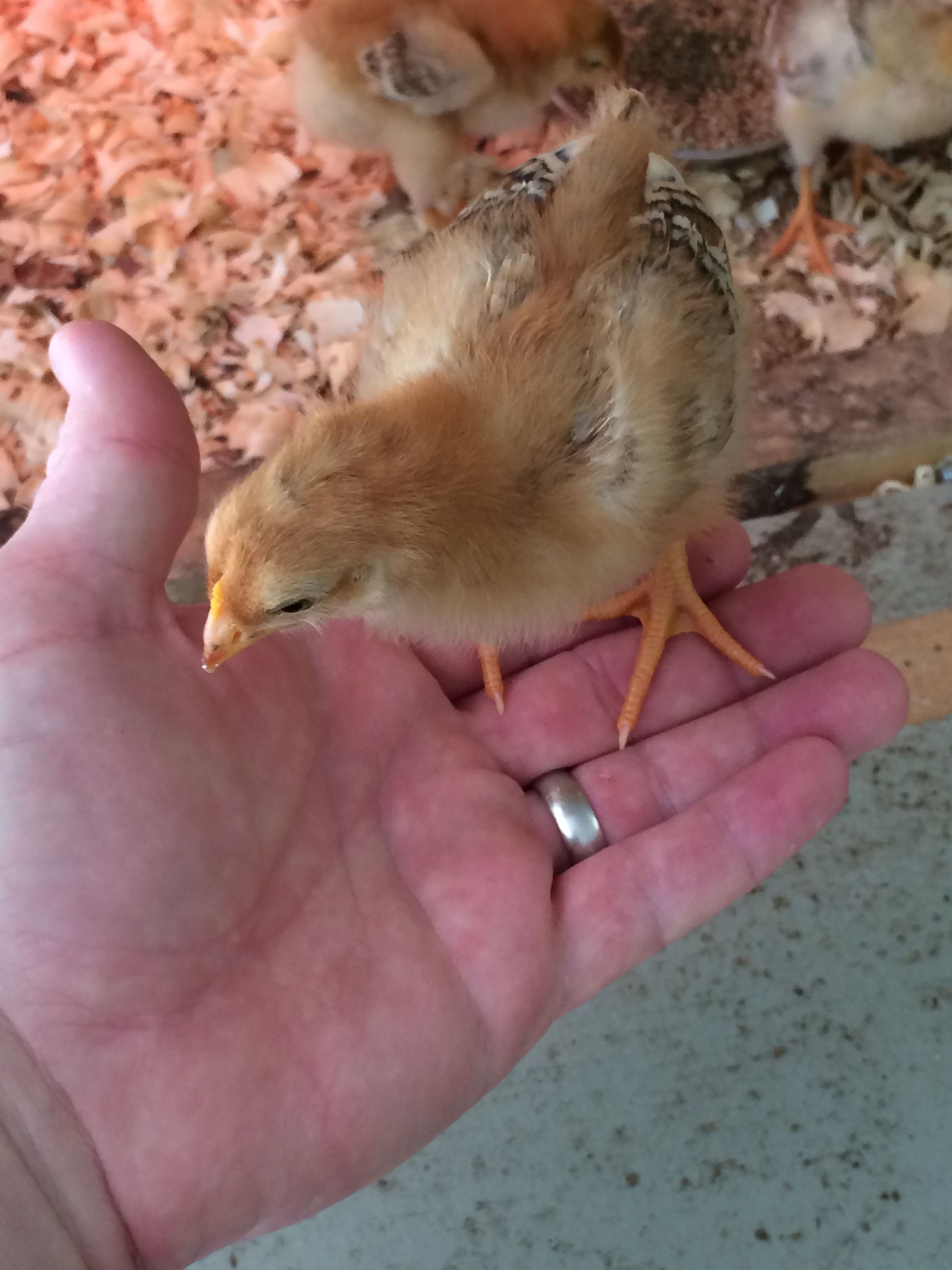 Leroy, the friendliest chick I've ever had. He scared of nothing