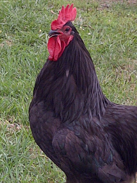 Leroy "The Shepard of the Flock". He is a gentle giant.