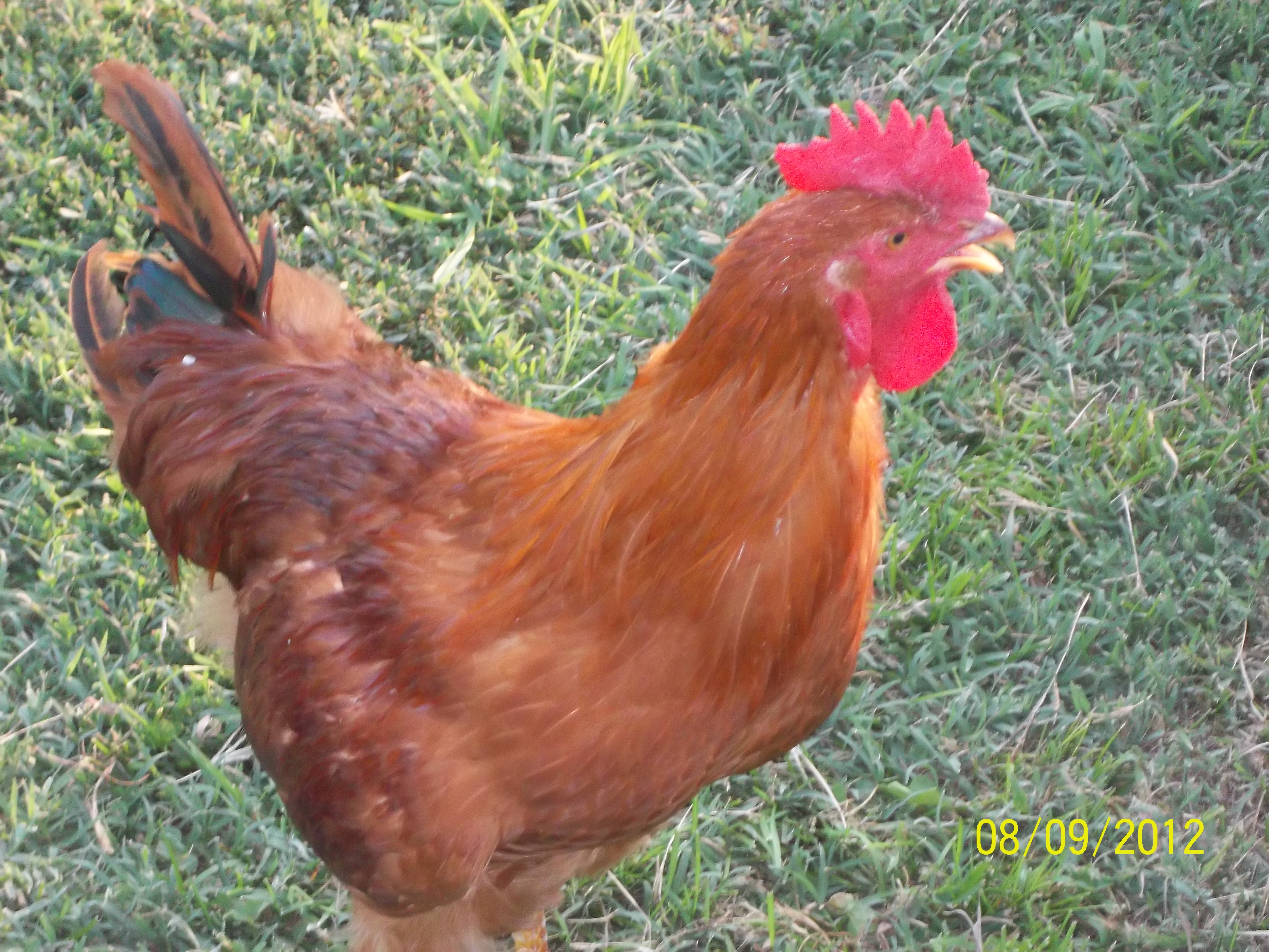Les, my NH Red