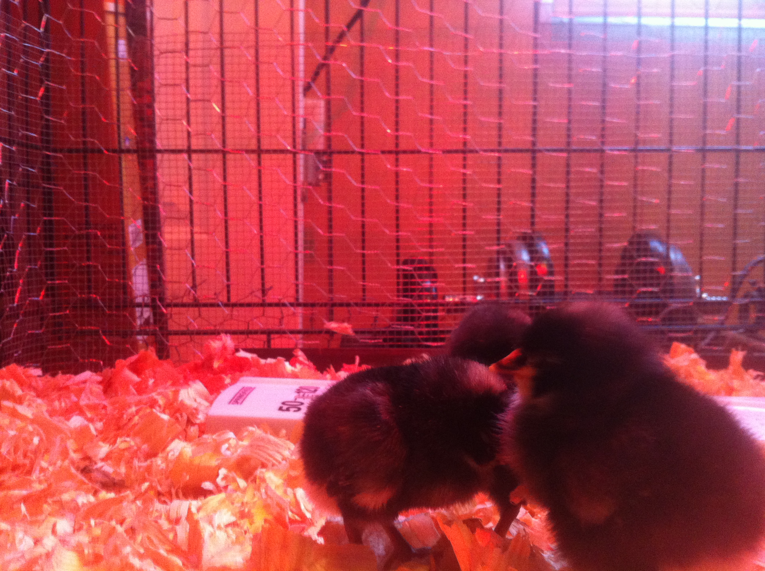 Less than one week old, one of the chicks isn't thriving.