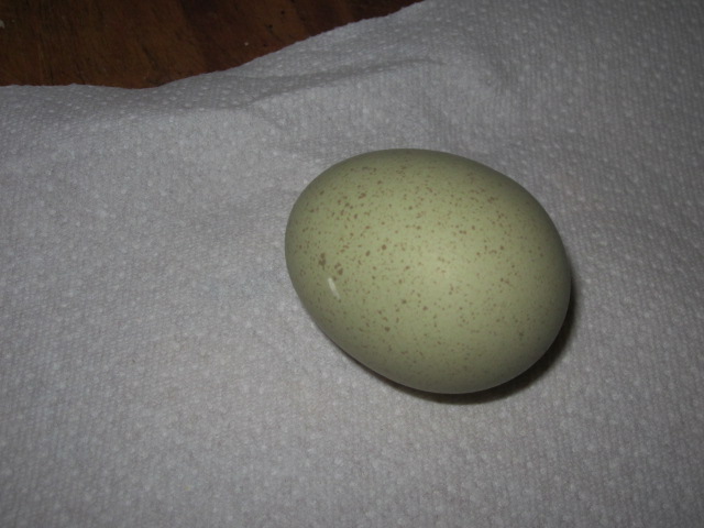 Let go my eggo ever so often lays a spotted egg.