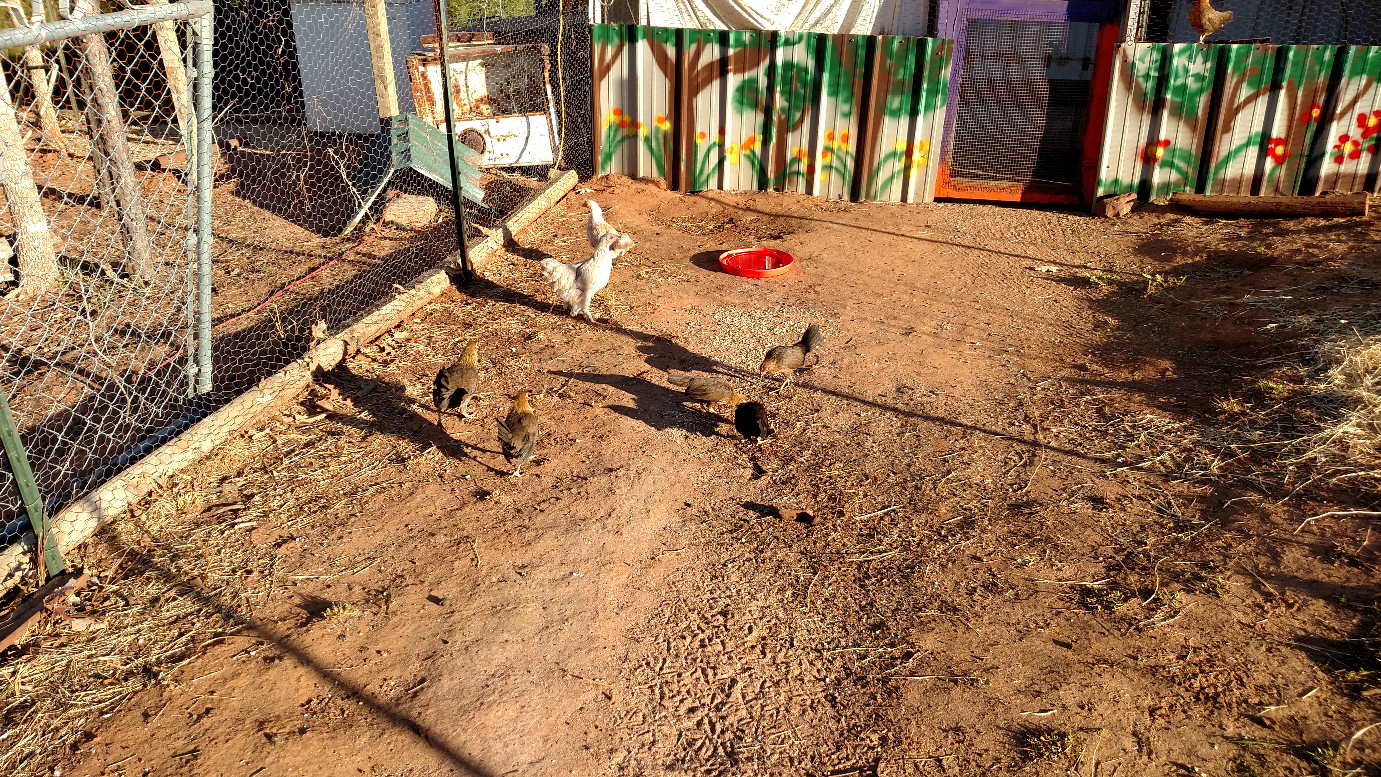 Let out teenagers.  They don't fly over fence yet.  Wanted to not disrupt sitting hen anymore than I have too.  Adult chickens in coop will be plenty till roost time.  When I get run covered I can let all out.  But don't want to loose anymore adults until I get a nice size flock.