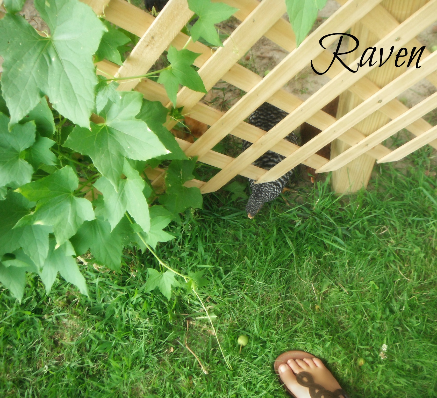 let Raven and the other girls run around in the yard today..they did pretty good :)