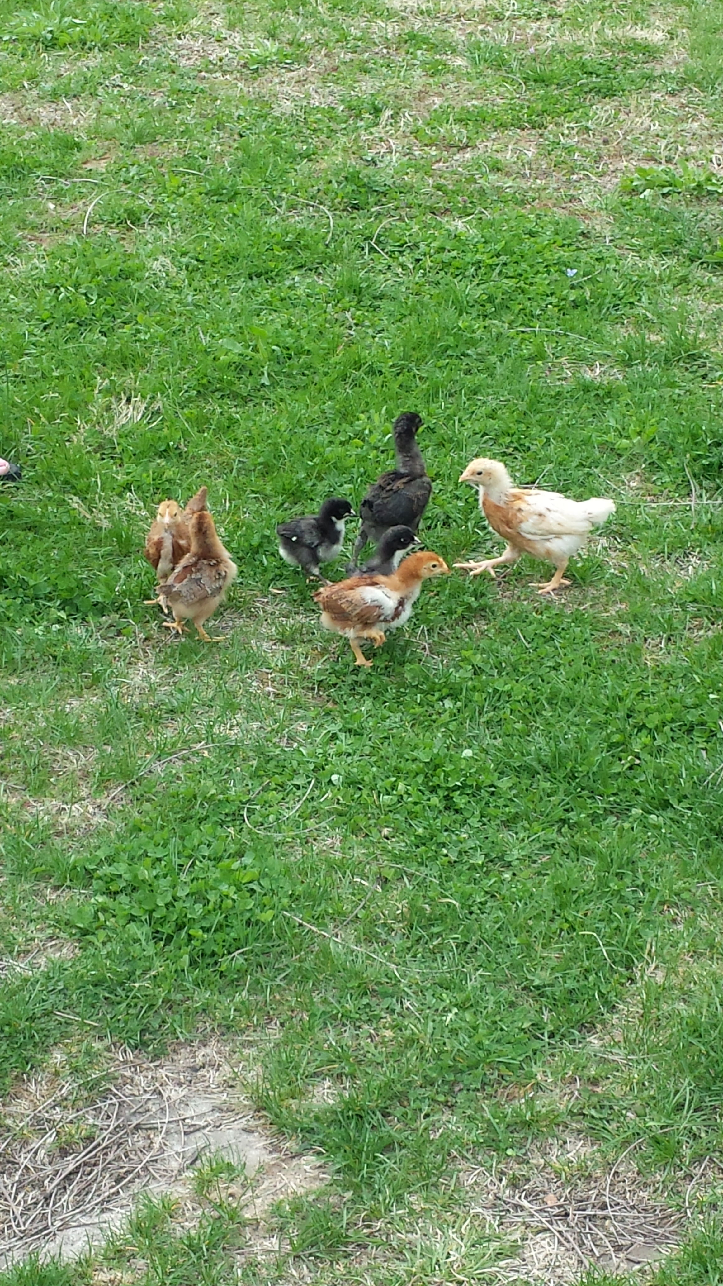 Let the chicks free range for the first time.