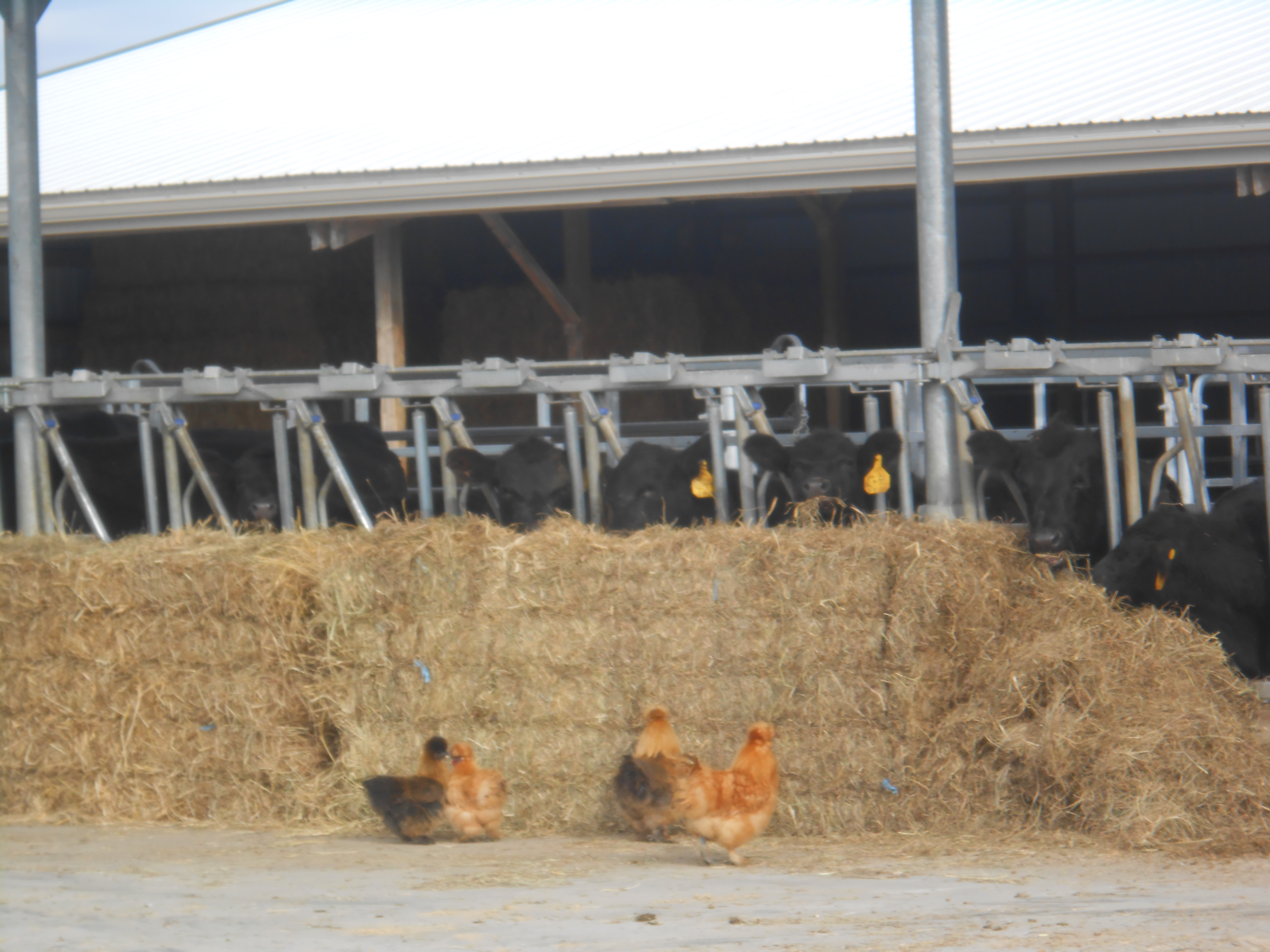 "Let's fly up there and surprise them!"