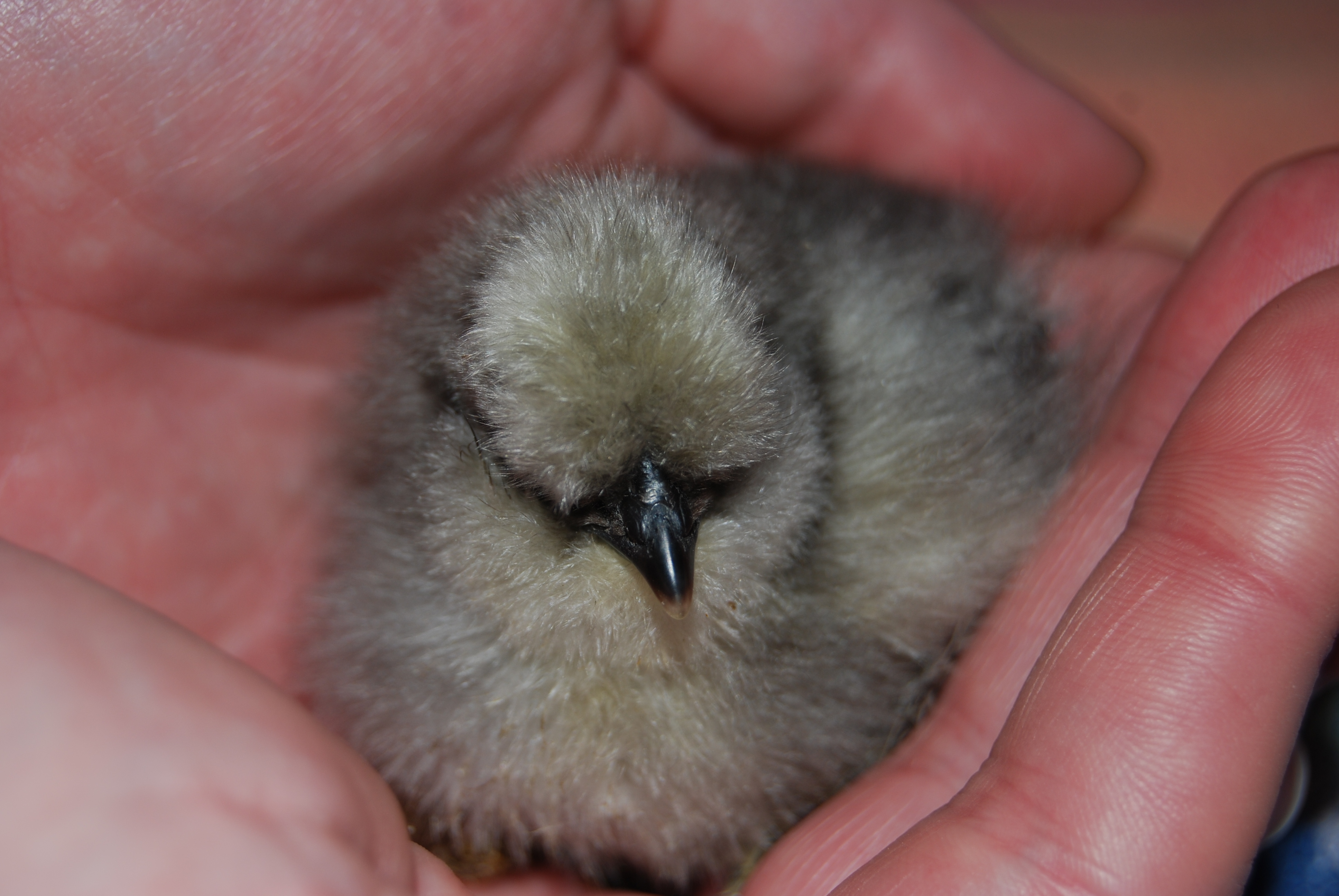 Lets start with Dusk.  This is a Silkie chicken.