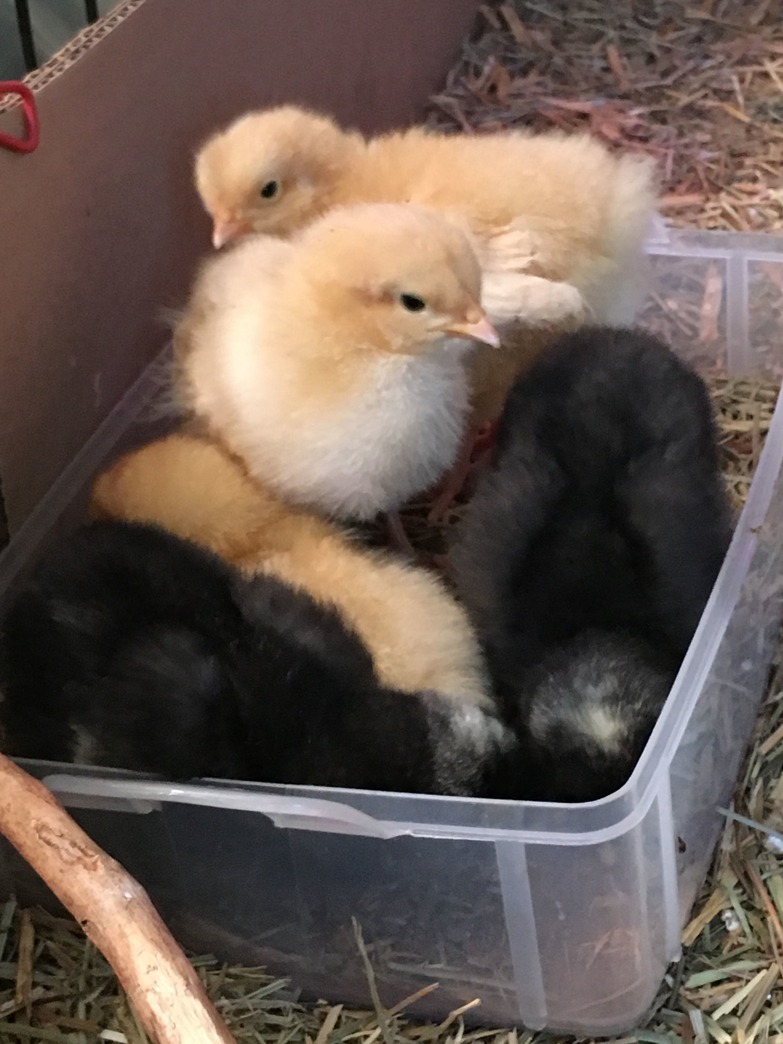 Let's take a bath together