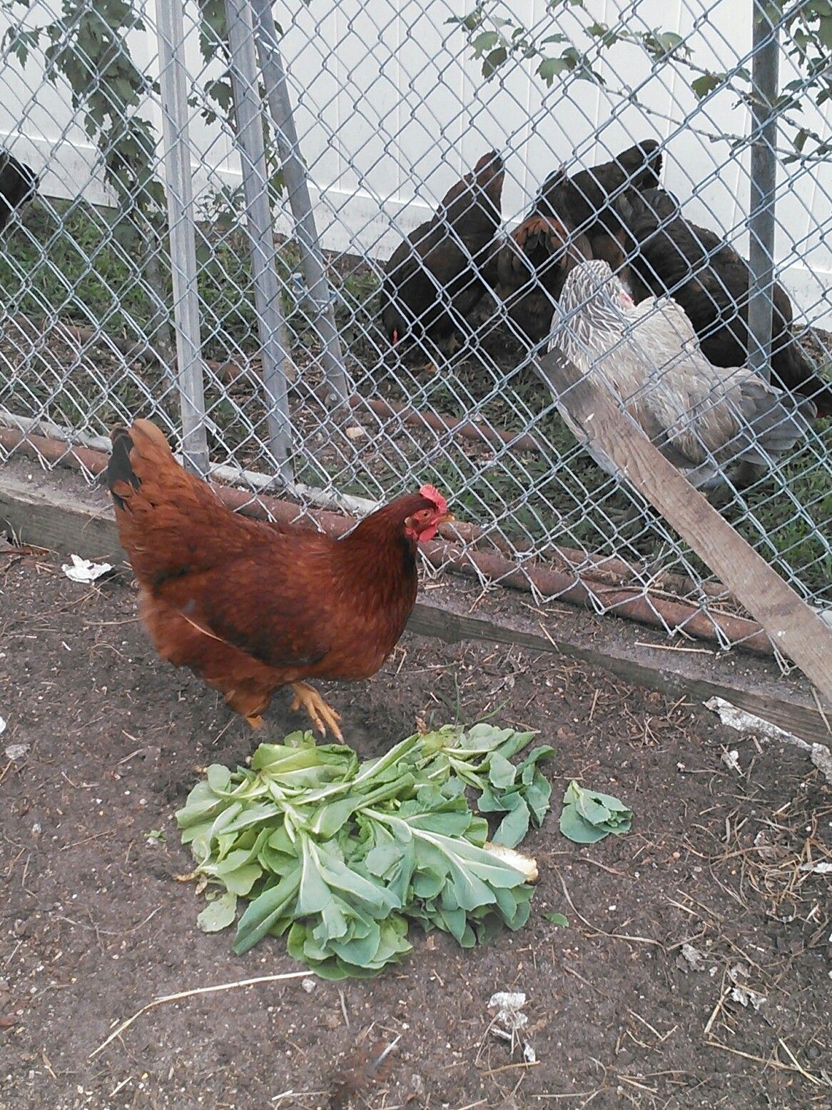 Lettuce that bolted, chickens loved it.