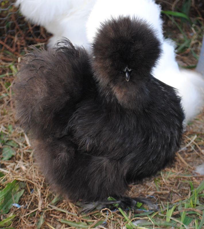 Leveau- Black Bearded Silkie pullet