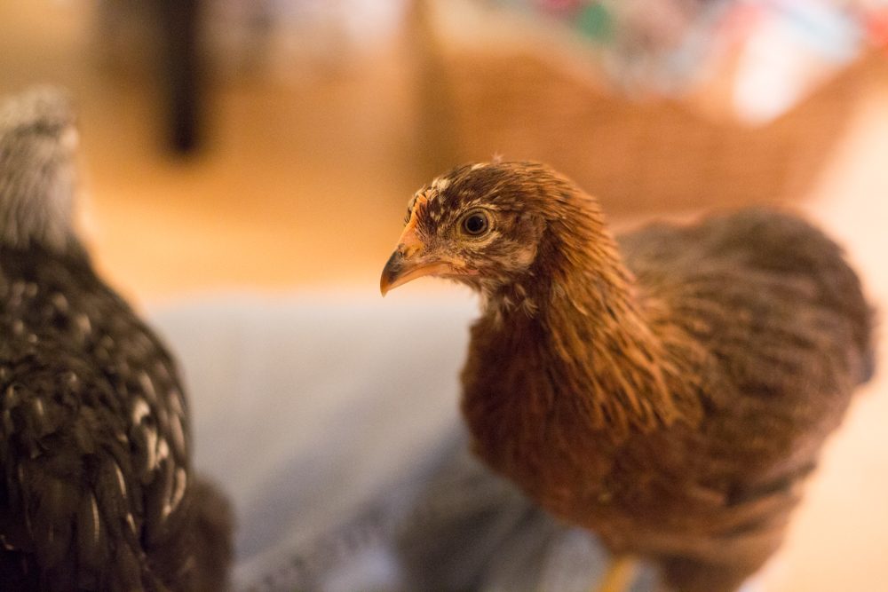 Leven's feathers have such pretty coloring at 6 weeks, 6 days.