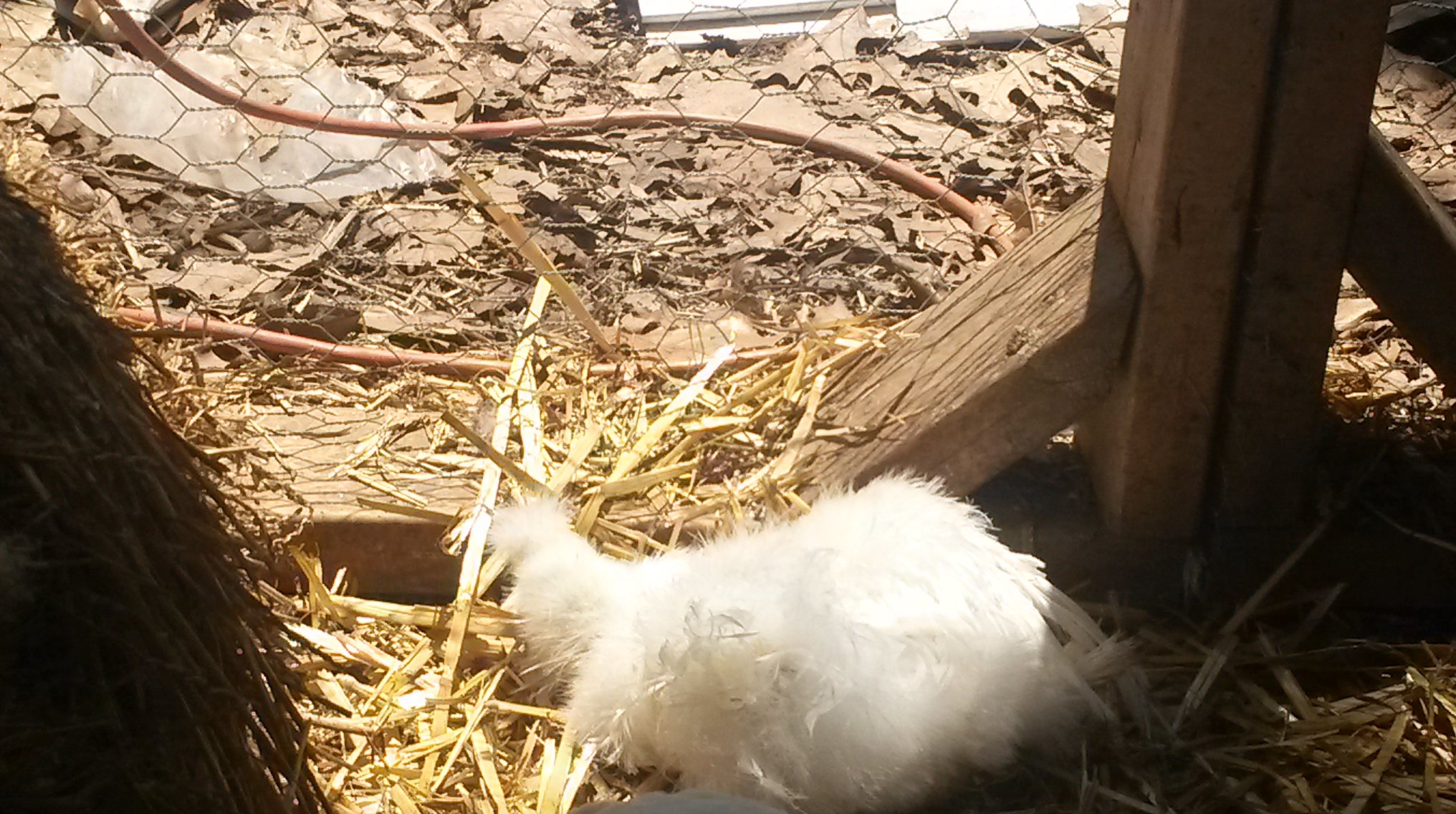 Levy - Silkie (we think a hen but not sure now)