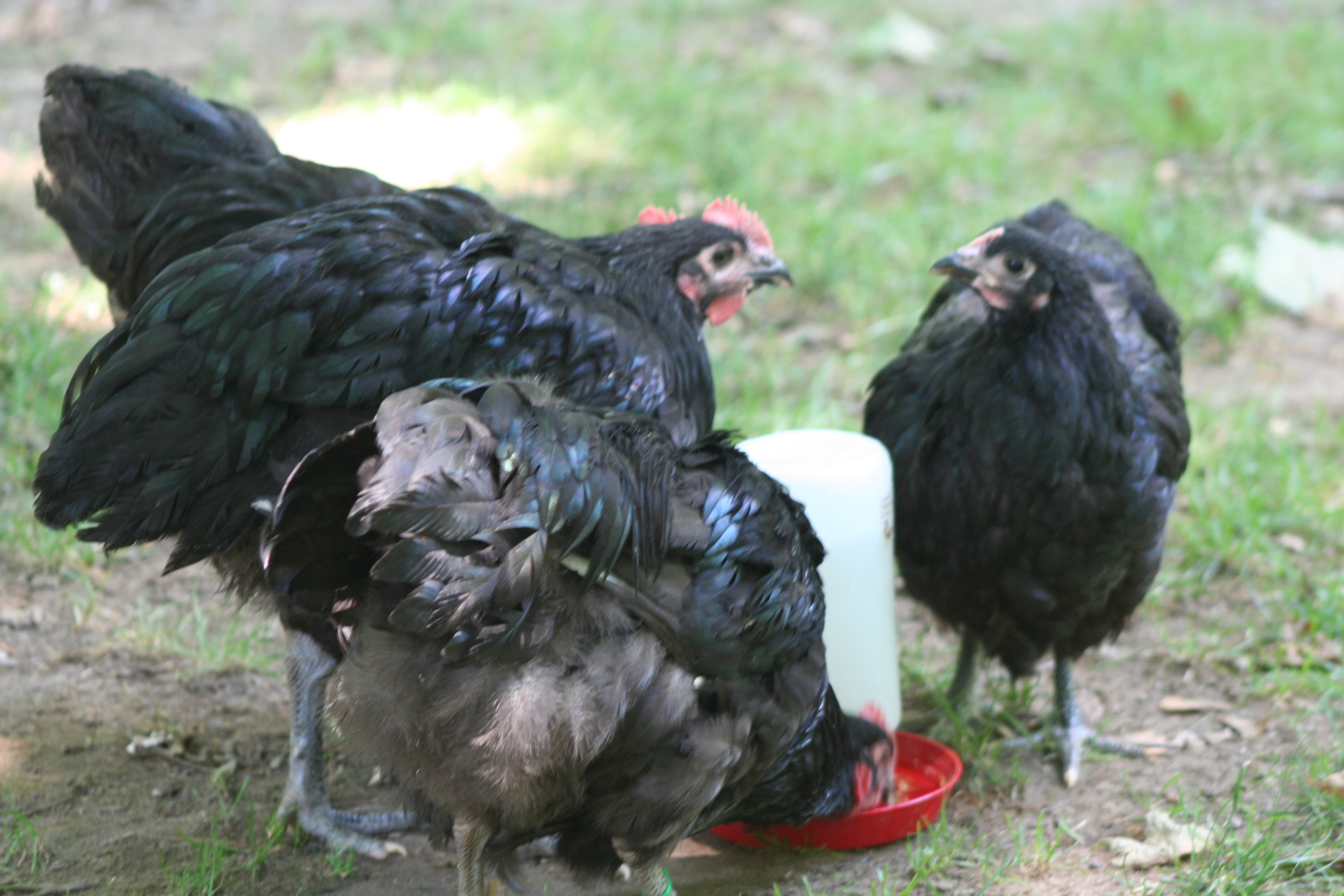 LF Black Orpingtons by the water cooler
March 2012