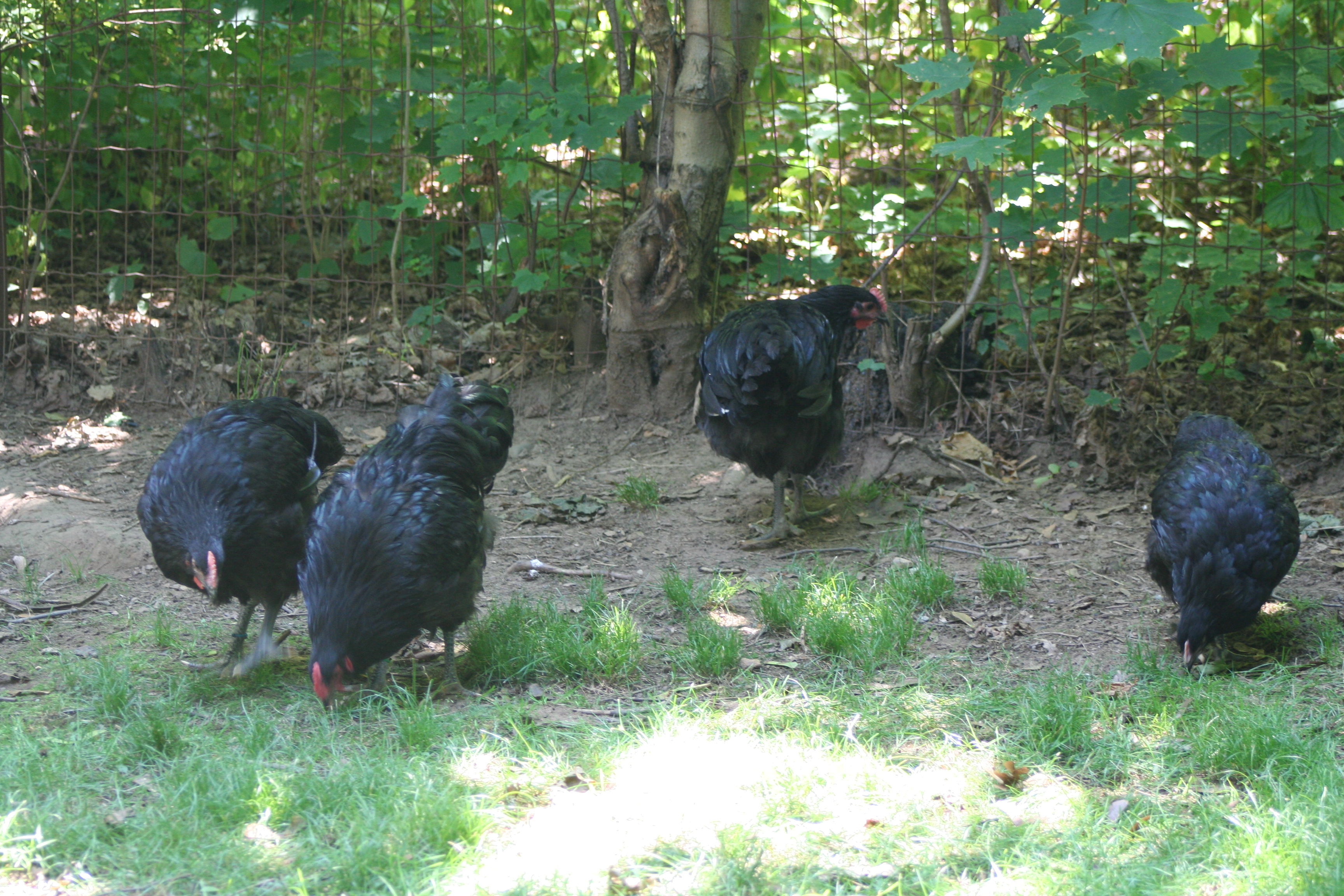 LF Black Orpingtons foraging
March 2012