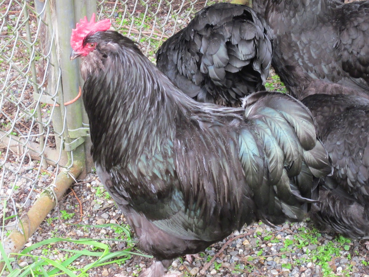 LF-Black Rooster, Boulanger Bred