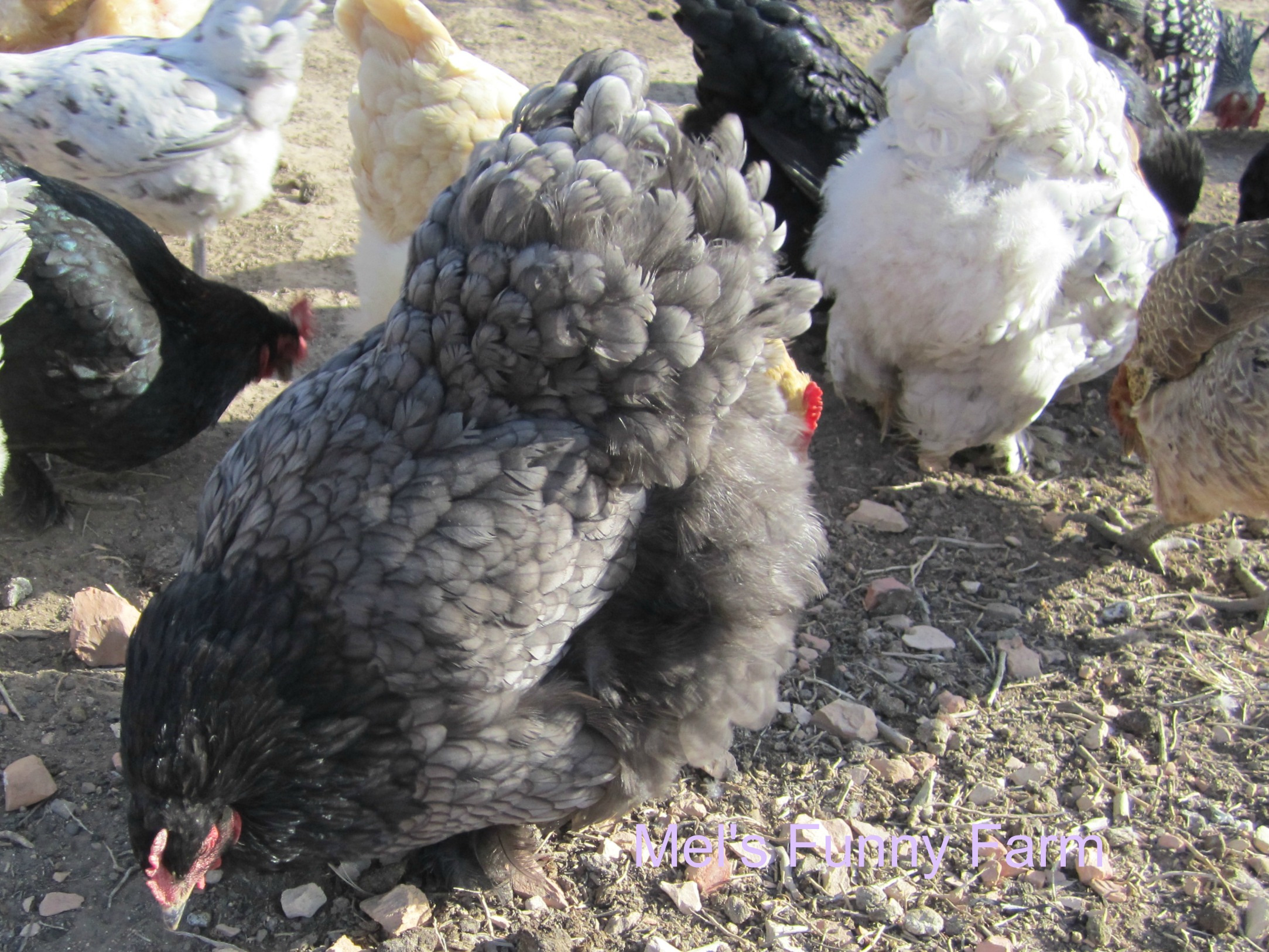 LF Blue Cochin hen from Cackle hatchery, 2011