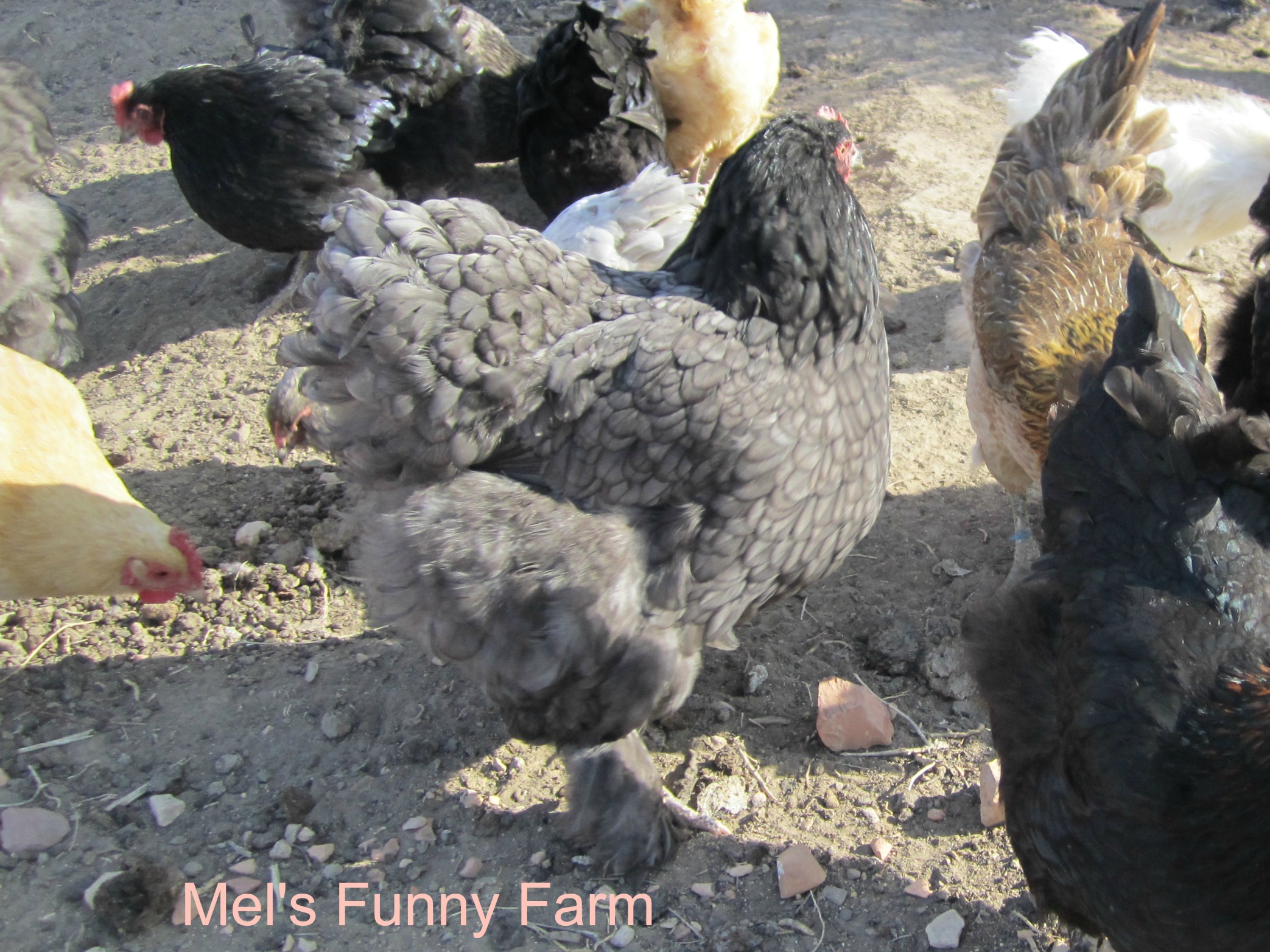 LF Blue Cochin Hen