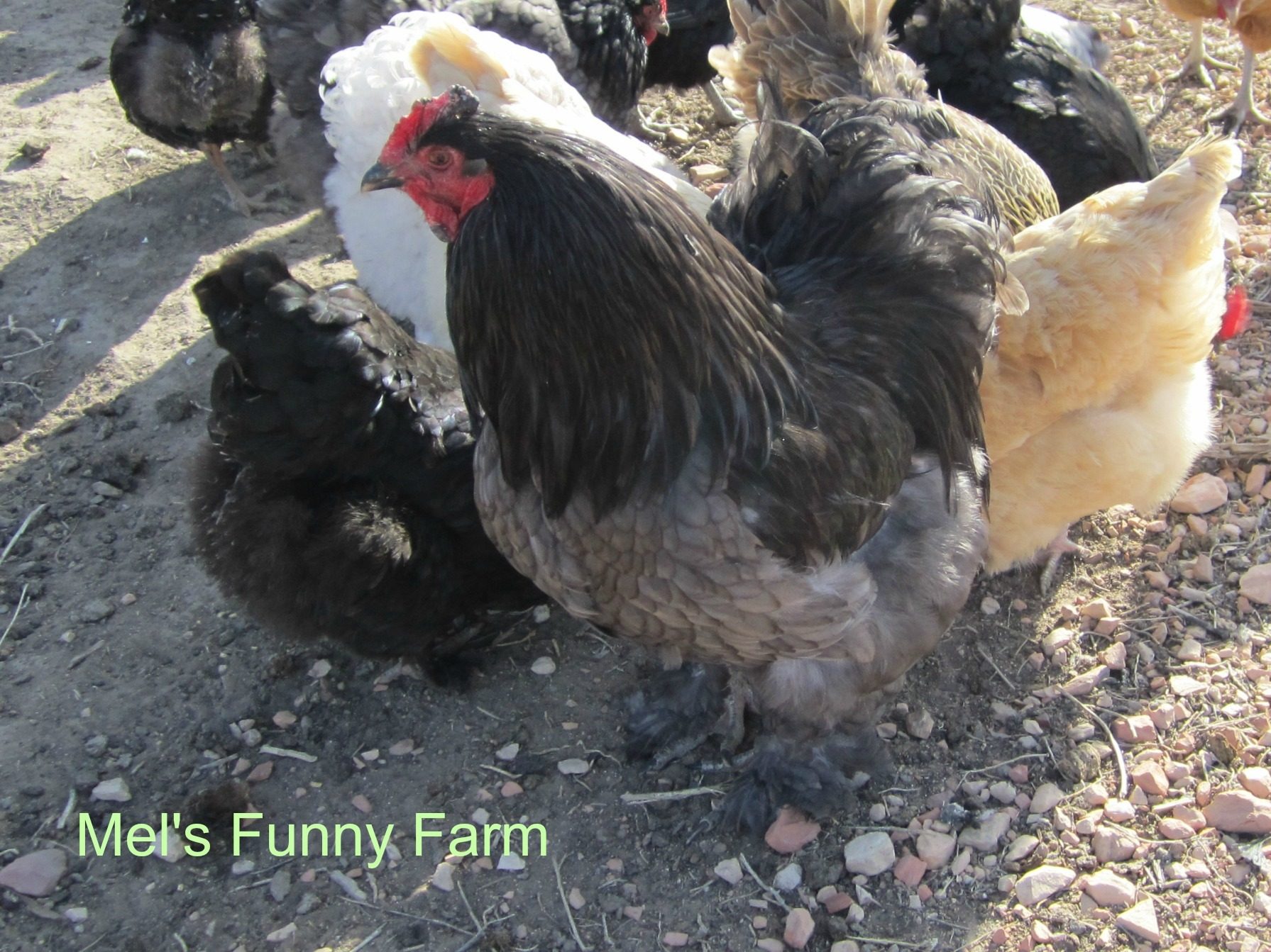LF Blue Cochin rooster, age 2 years.