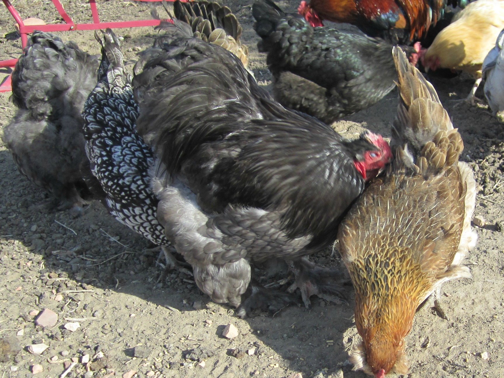 LF Blue Cochin rooster, from Cackle hatchery 2011