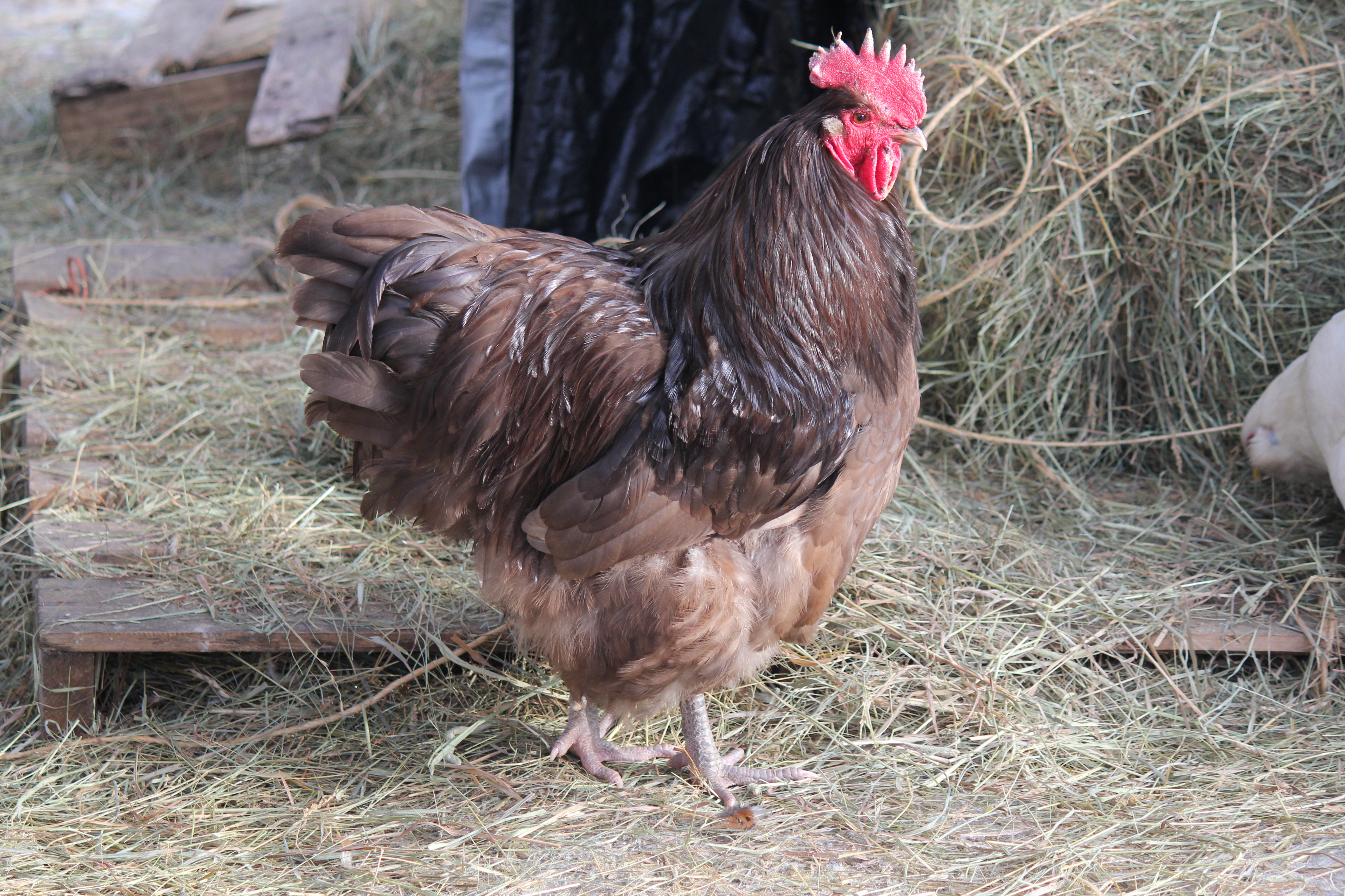 LF chocolate rooster