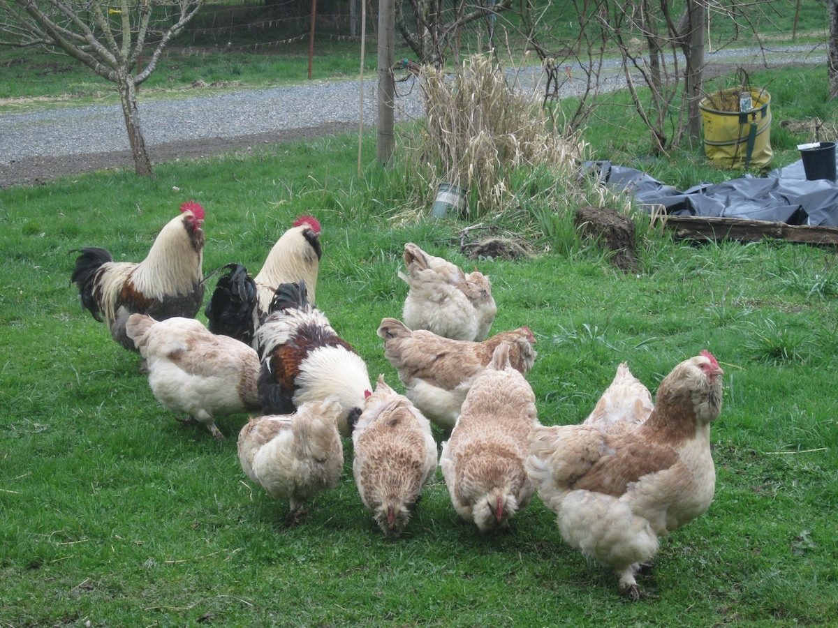 LF-Salmon Group, Cloverleaf & PasoFino Breeding