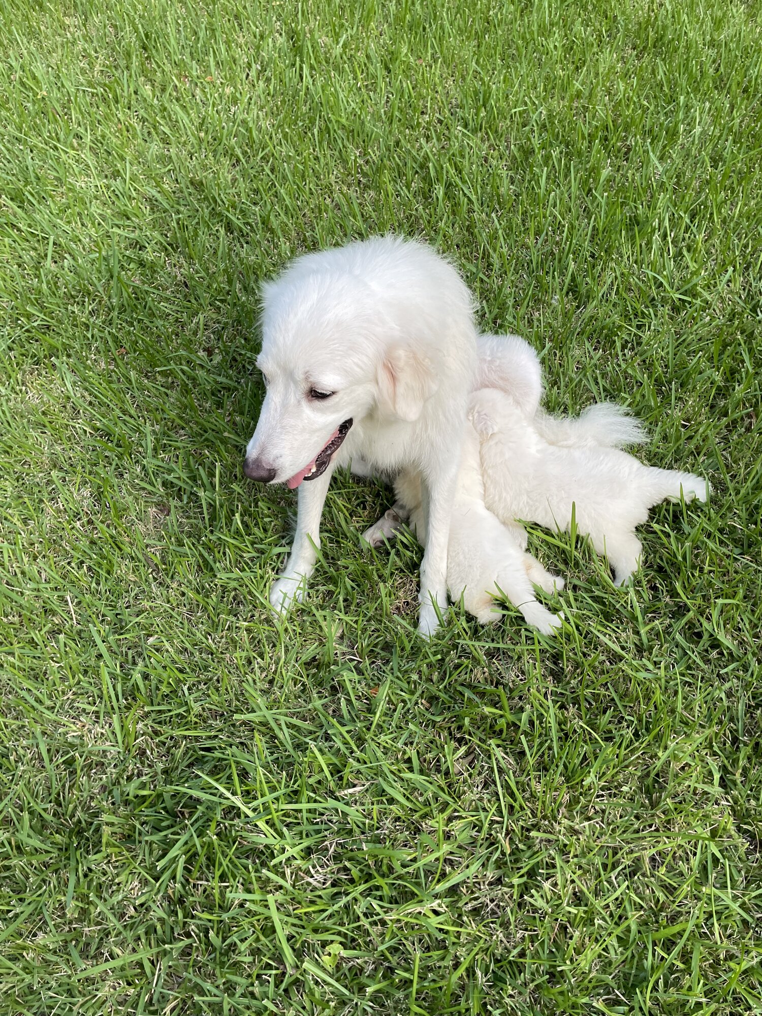 LGD Puppies