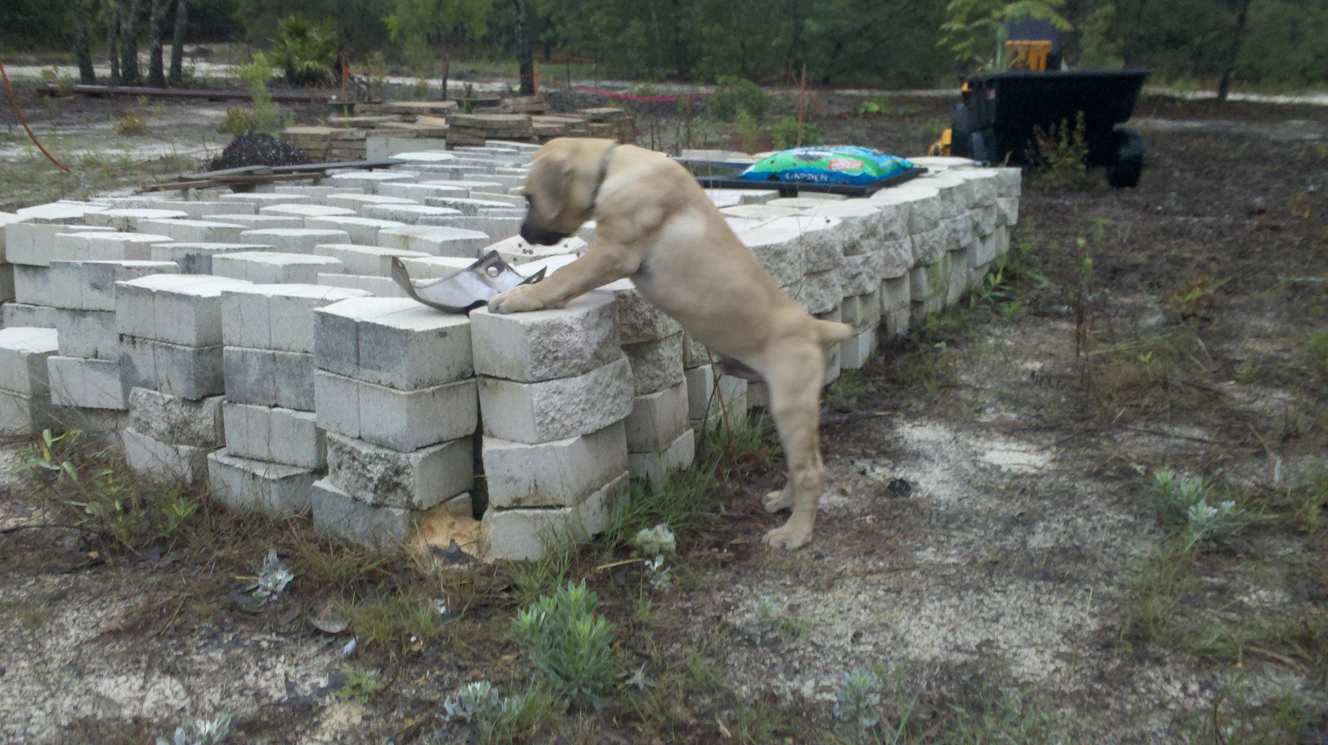 LGD Solomon at 11 weeks.