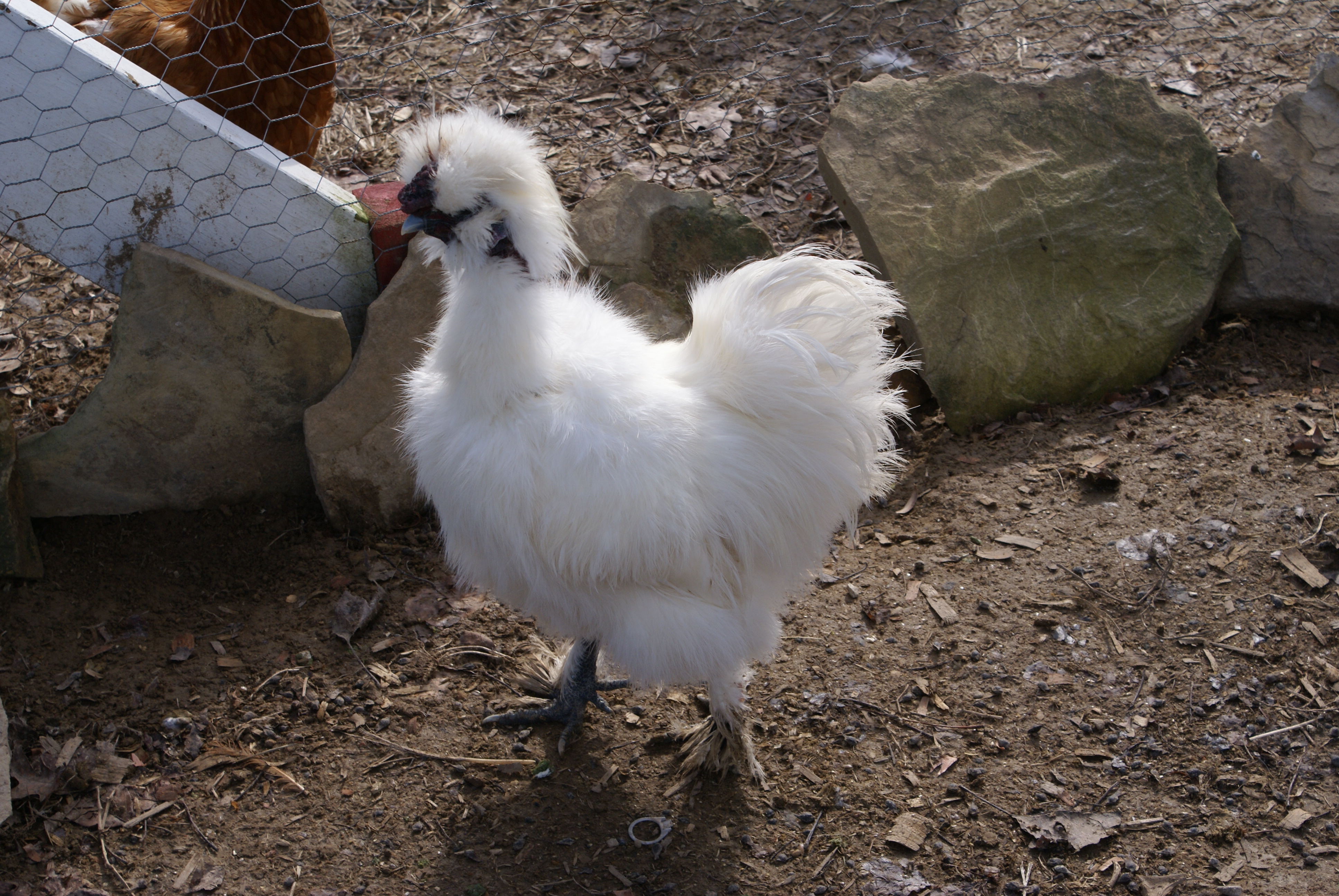 Liberace struttin' his stuff!