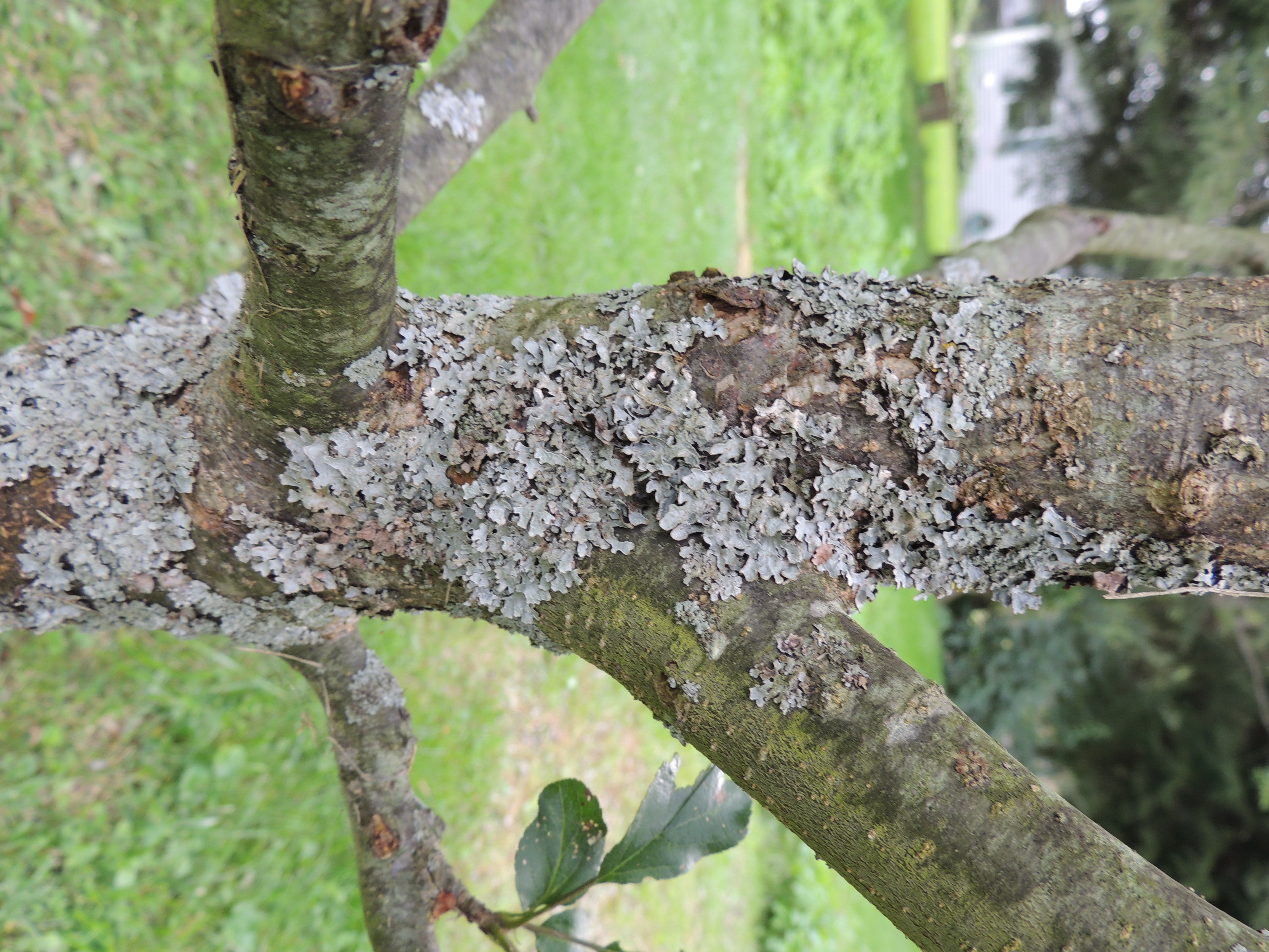 Lichen