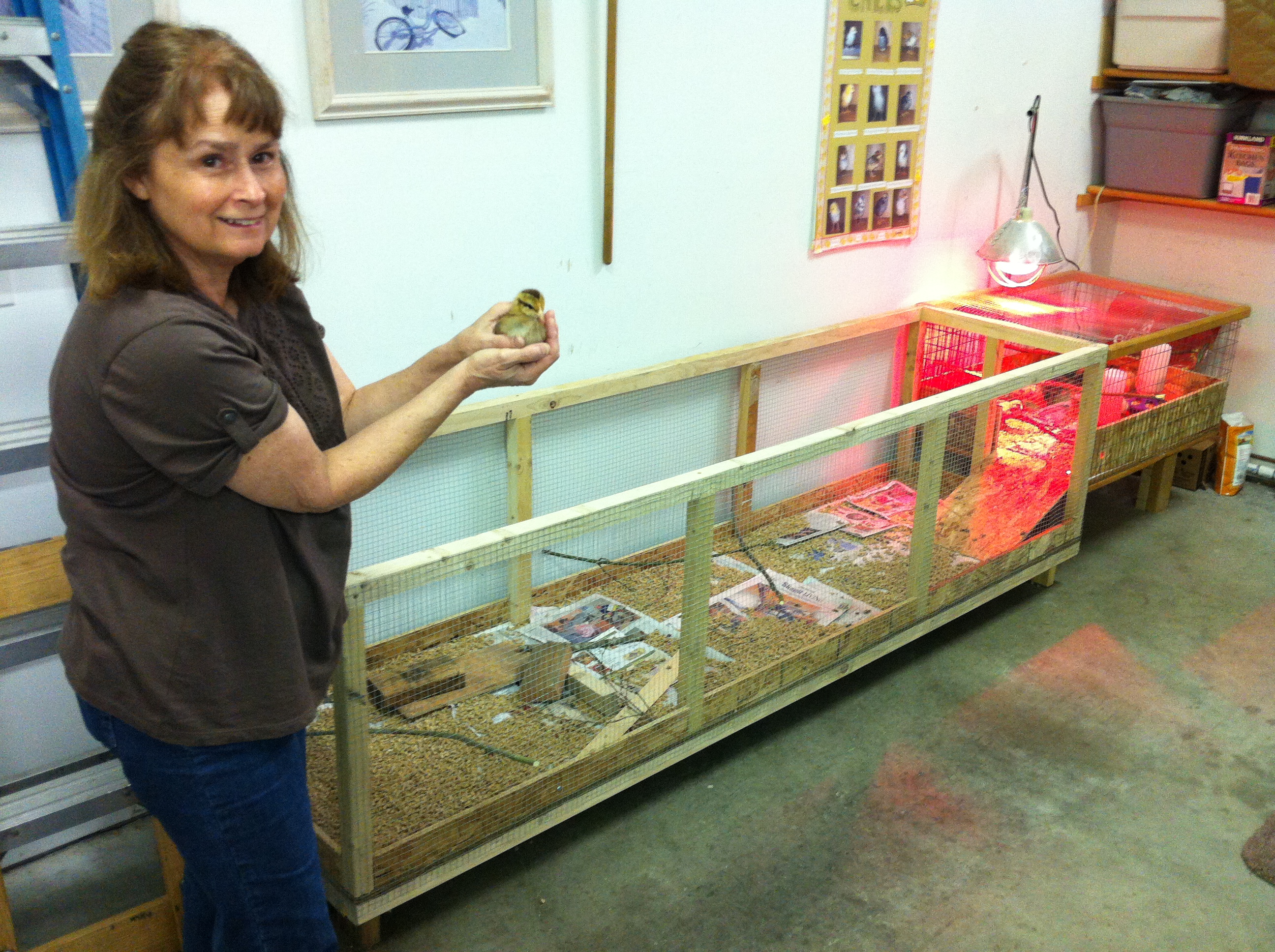 Lida and the newly expanded brooder