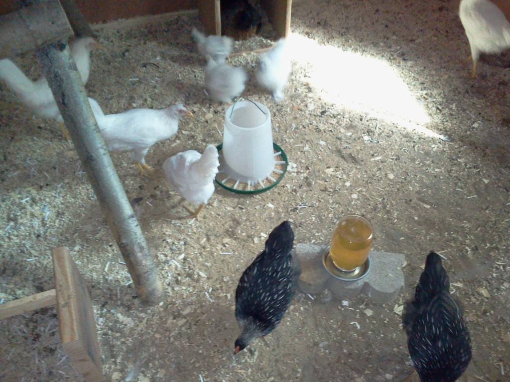 life inside the coop~transformed from a utility/garden shed. fully insulated.