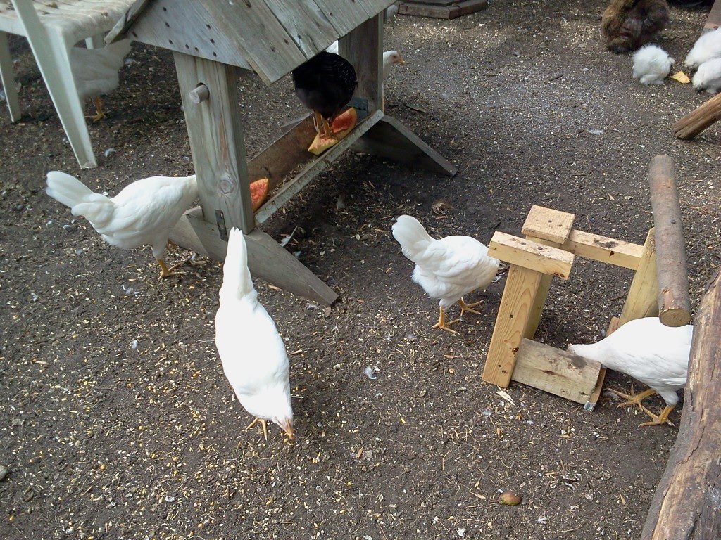 life outside the coop~ fully enclosed run