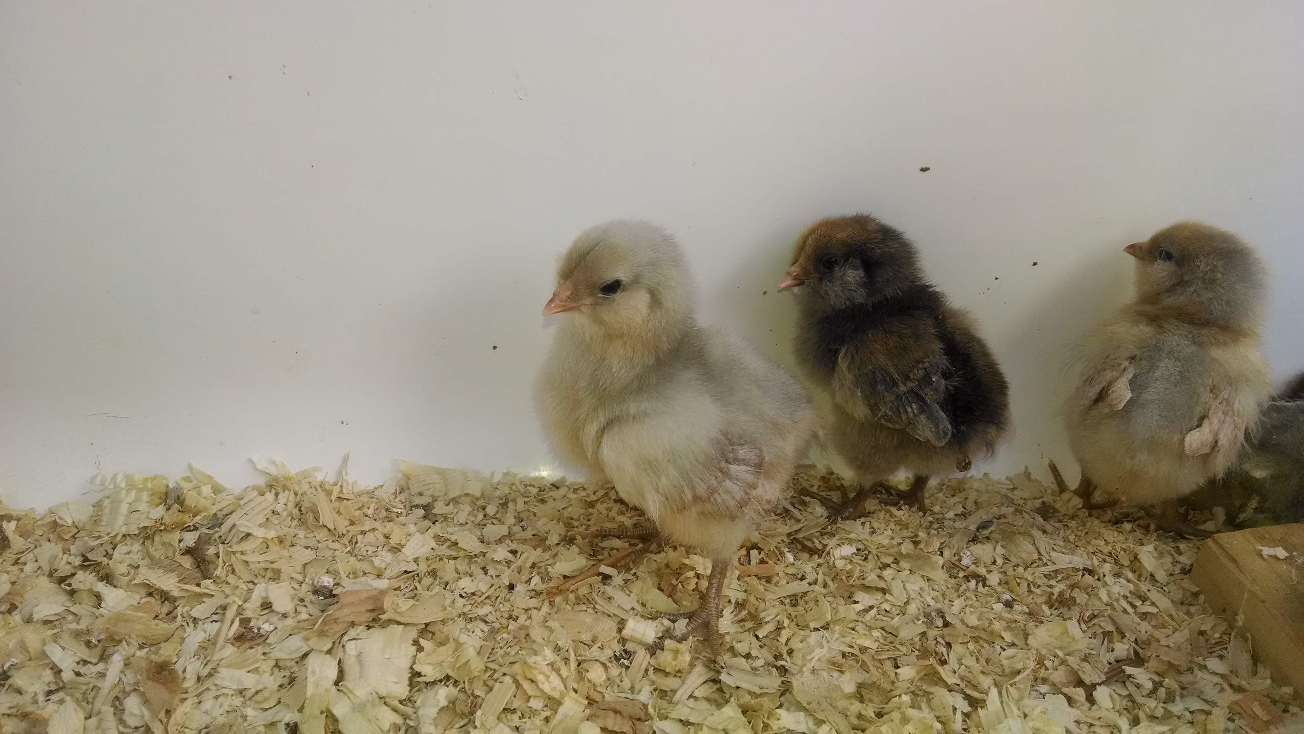 light and dark Easter Eggers