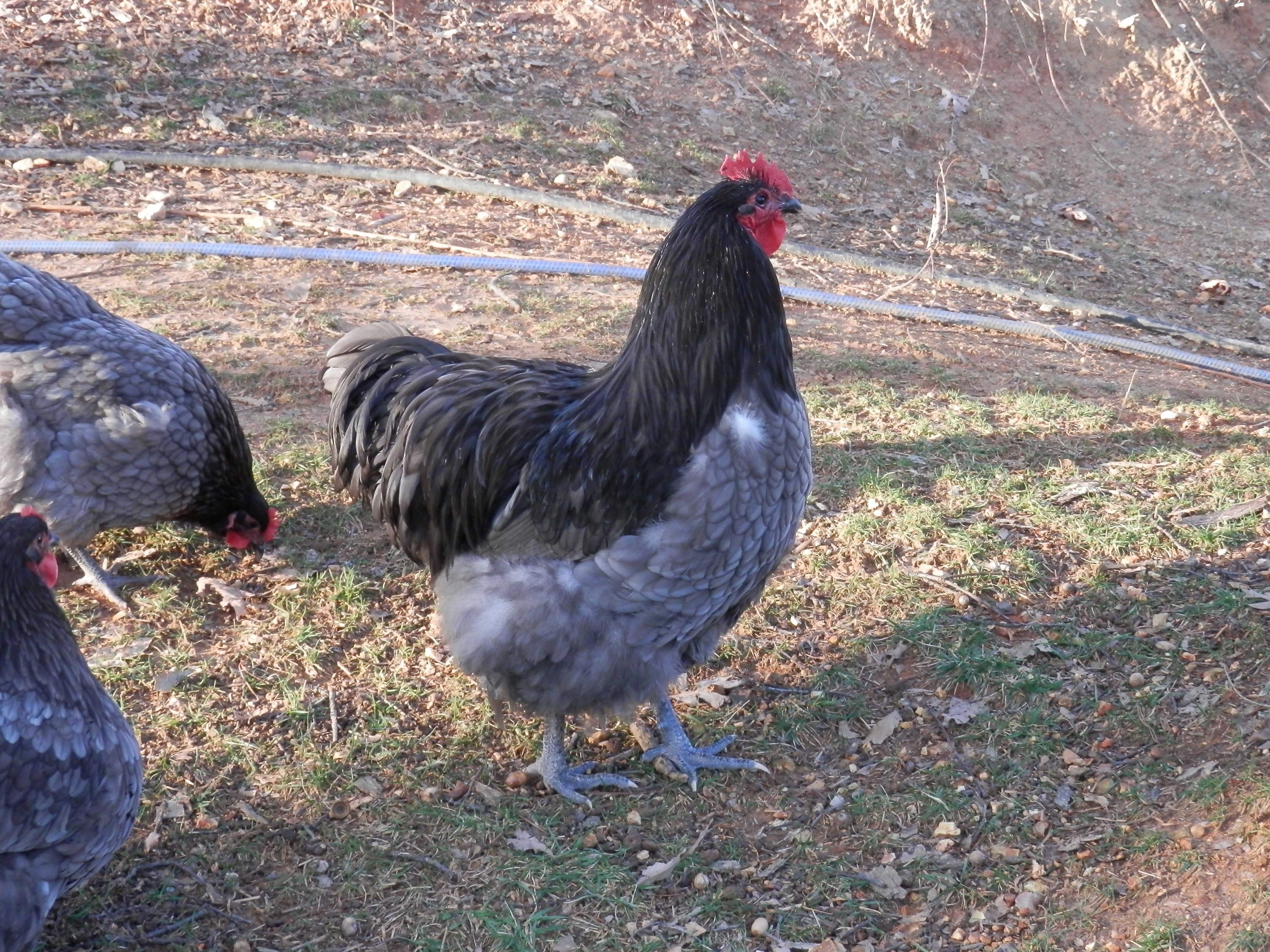 light blue 6 1/2 months