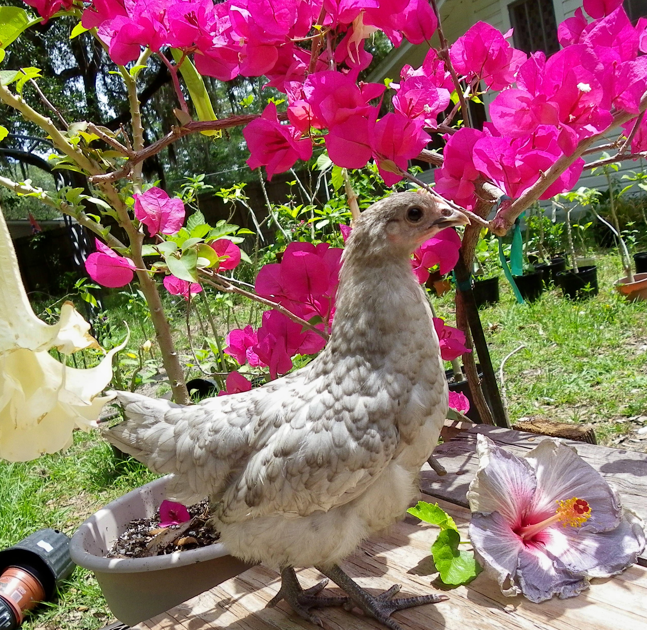 light blue birchen pullet