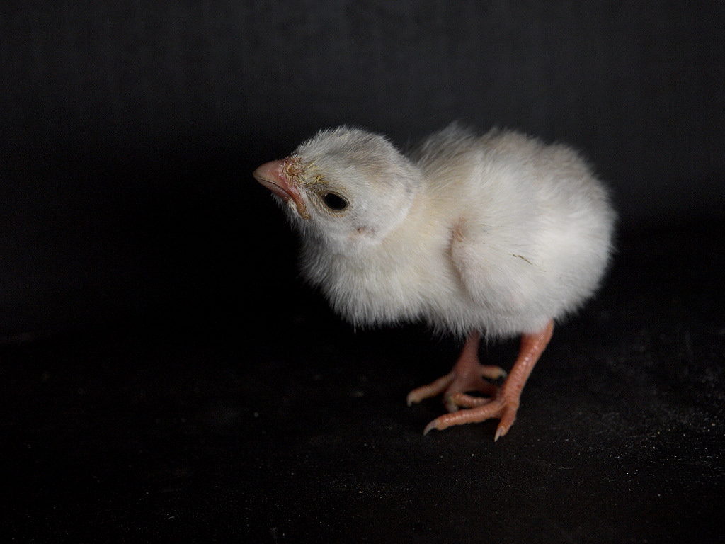 Light blue guinea keet