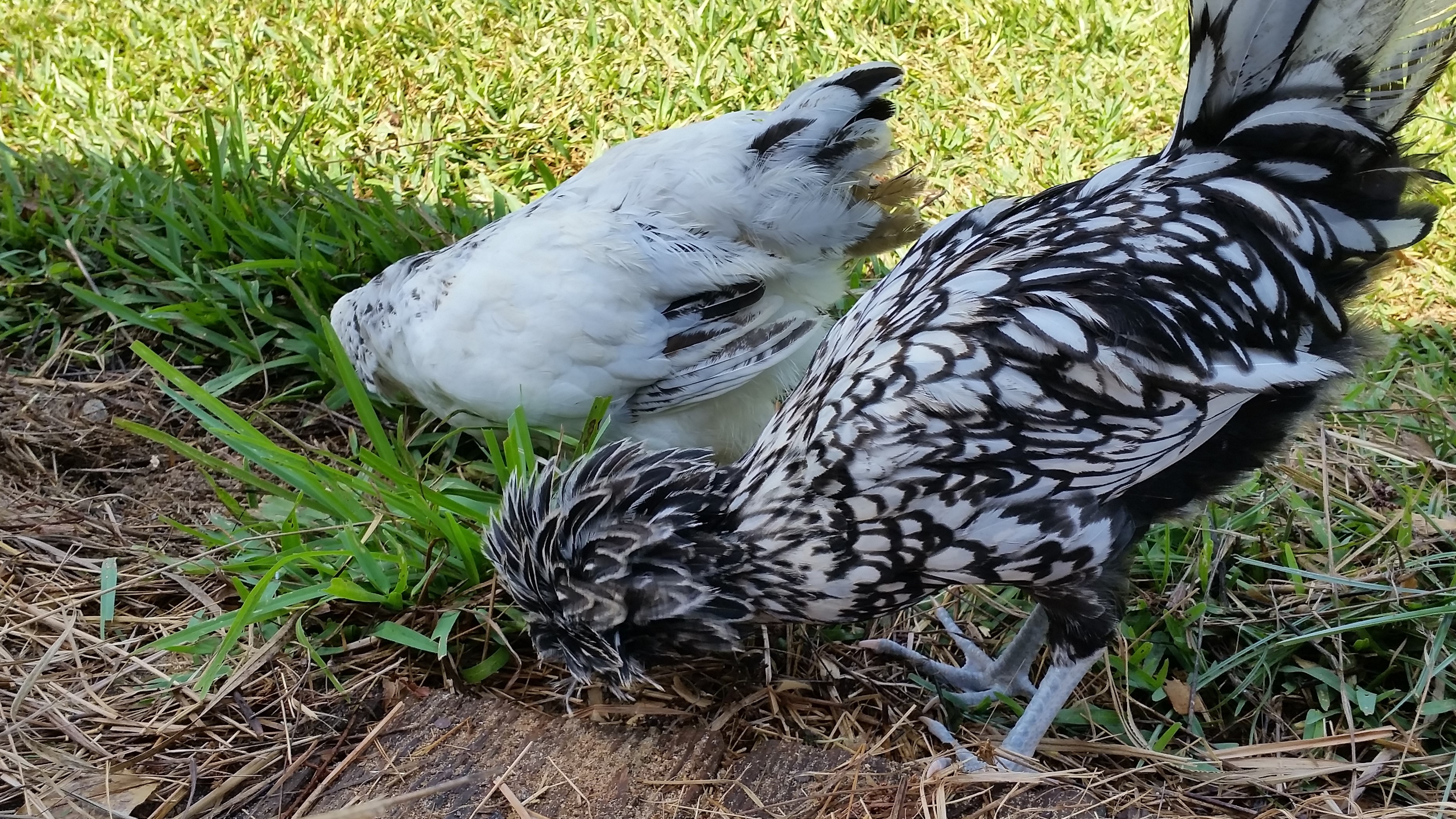 Light Brahma (13 weeks) and SL Polish (18 weeks)