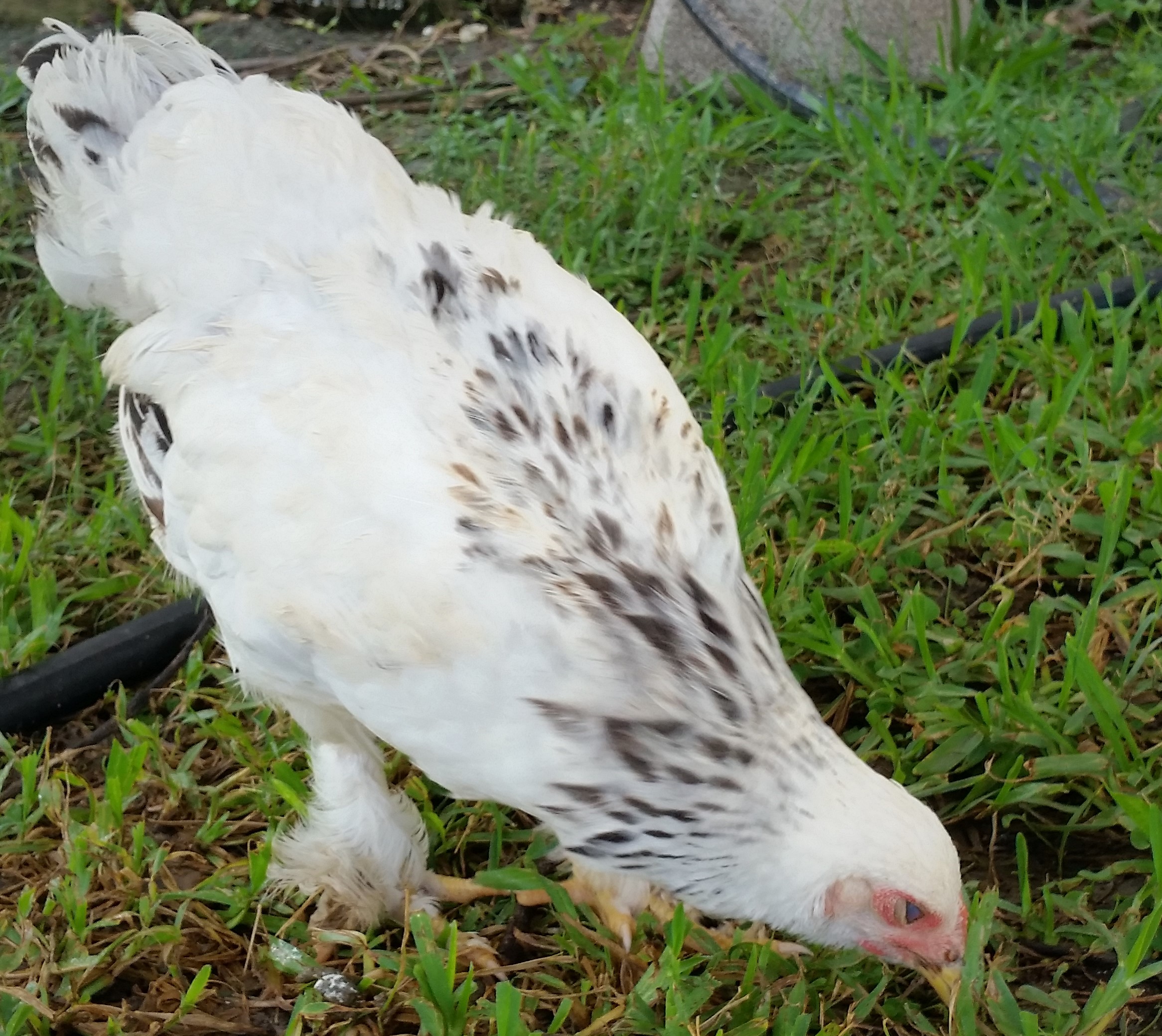 Light Brahma 13 weeks
